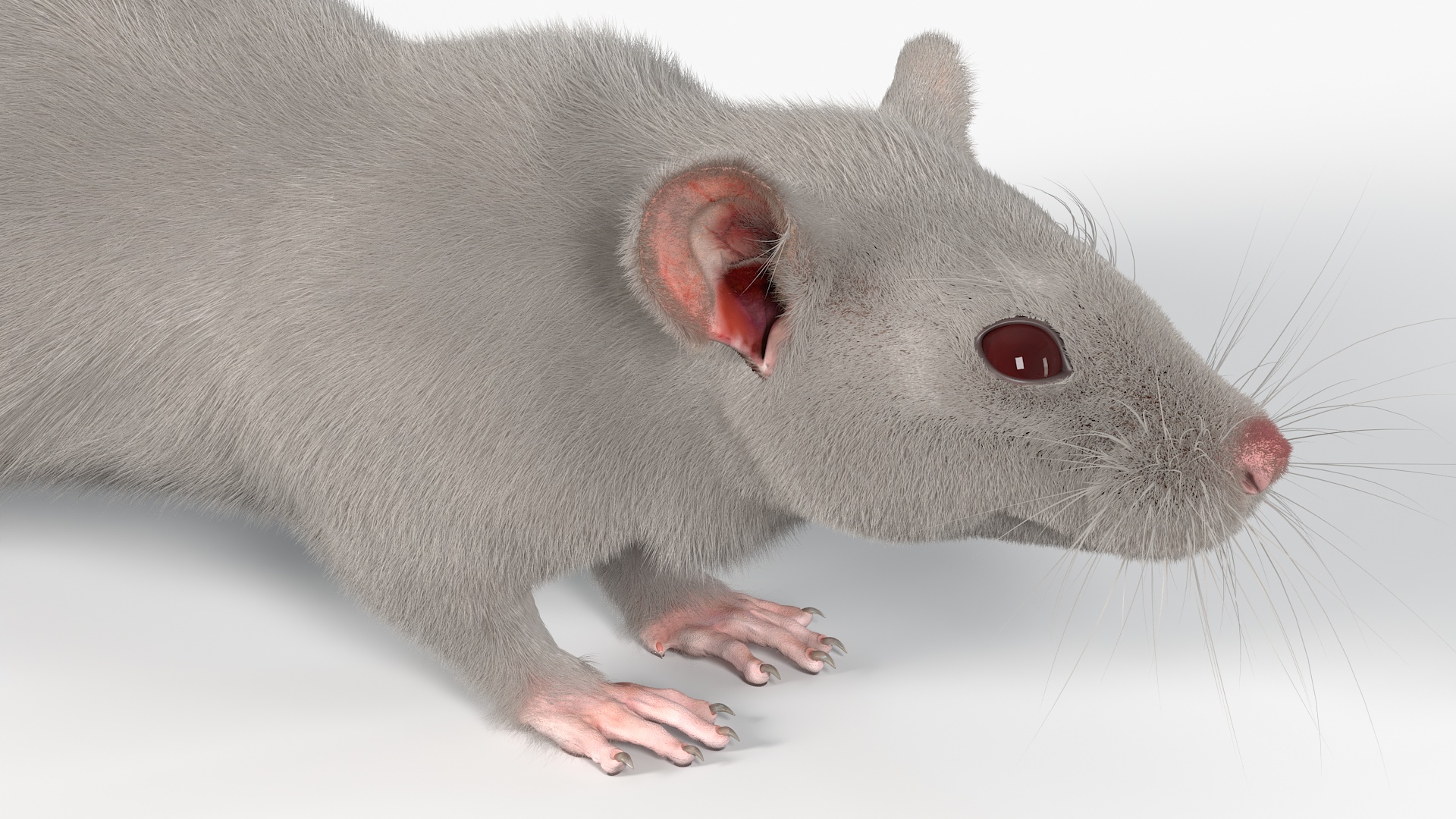 3D model Lifelike Rodent White Rat