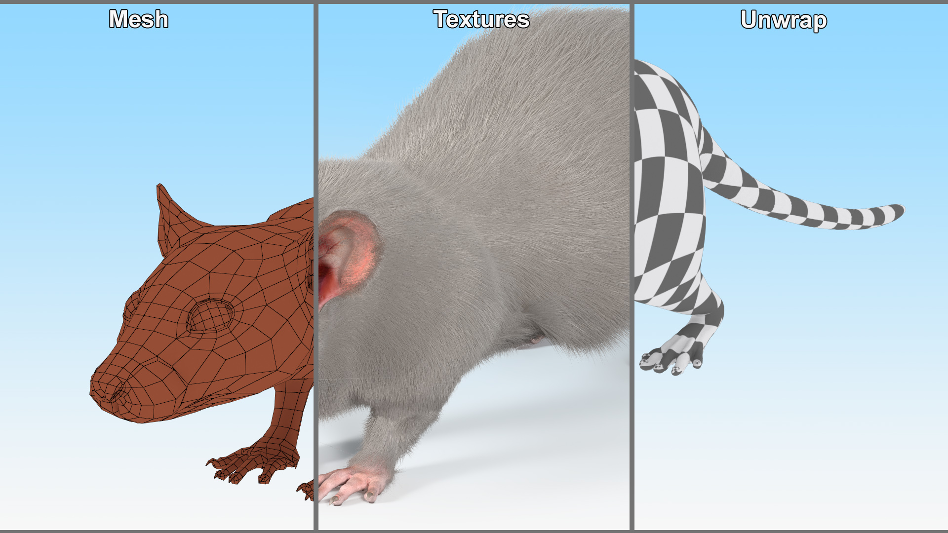 3D model Lifelike Rodent White Rat