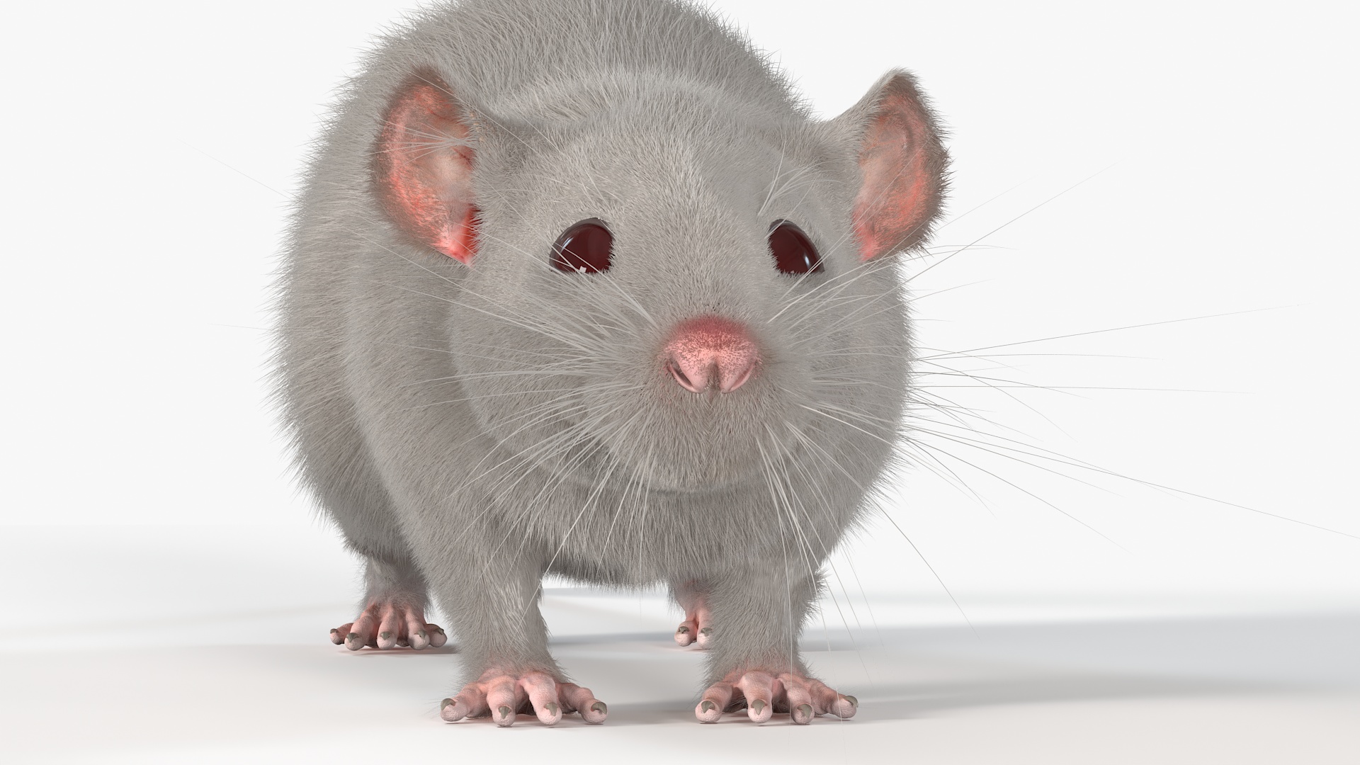 3D model Lifelike Rodent White Rat
