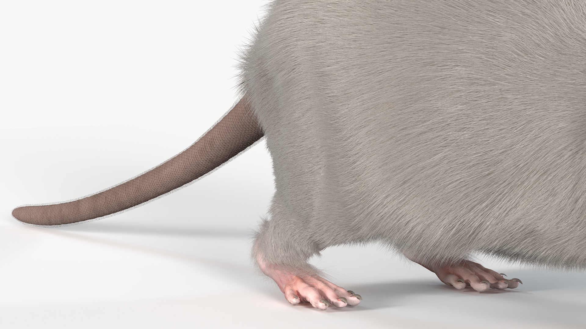 3D model Lifelike Rodent White Rat