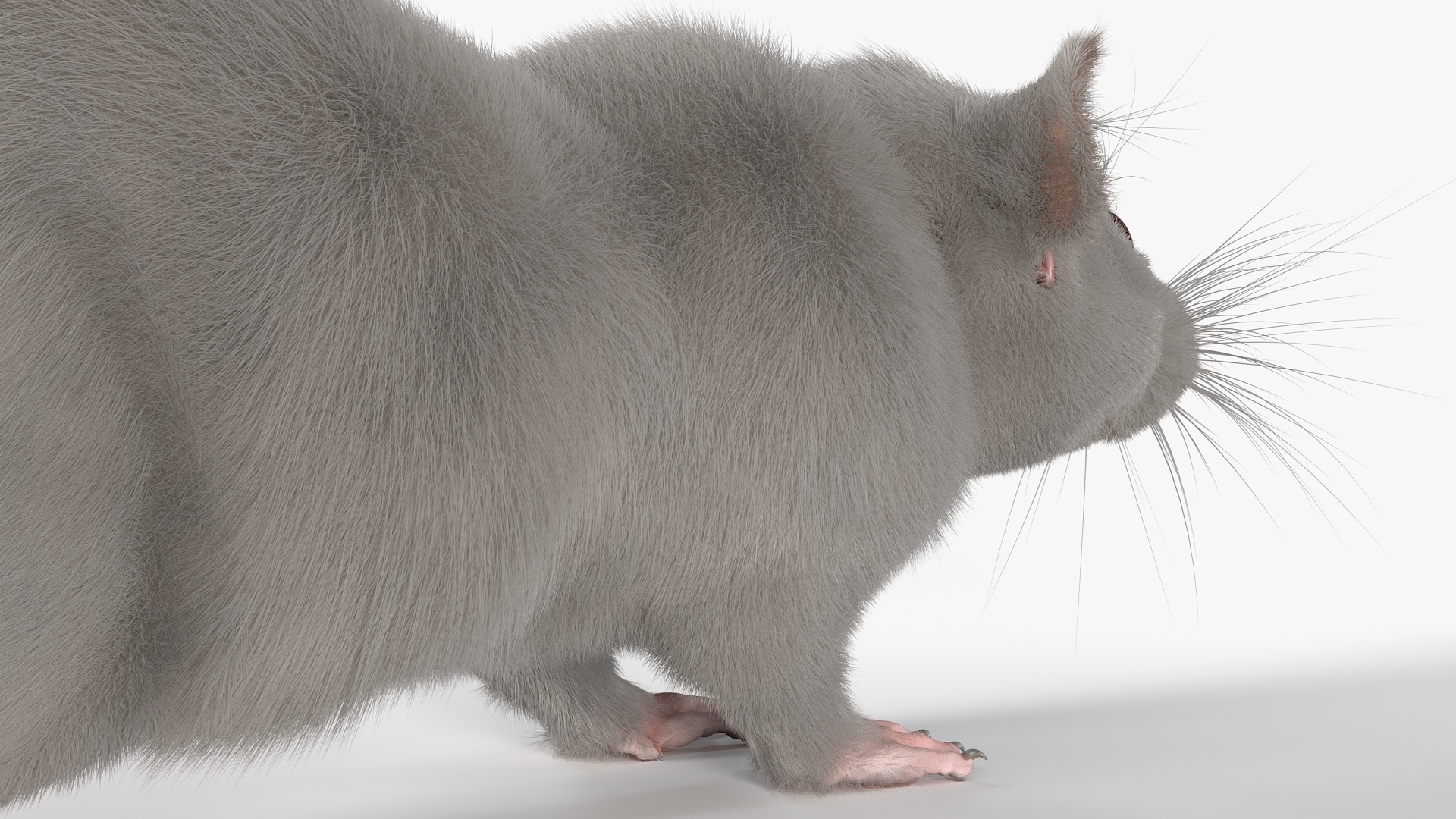 3D model Lifelike Rodent White Rat
