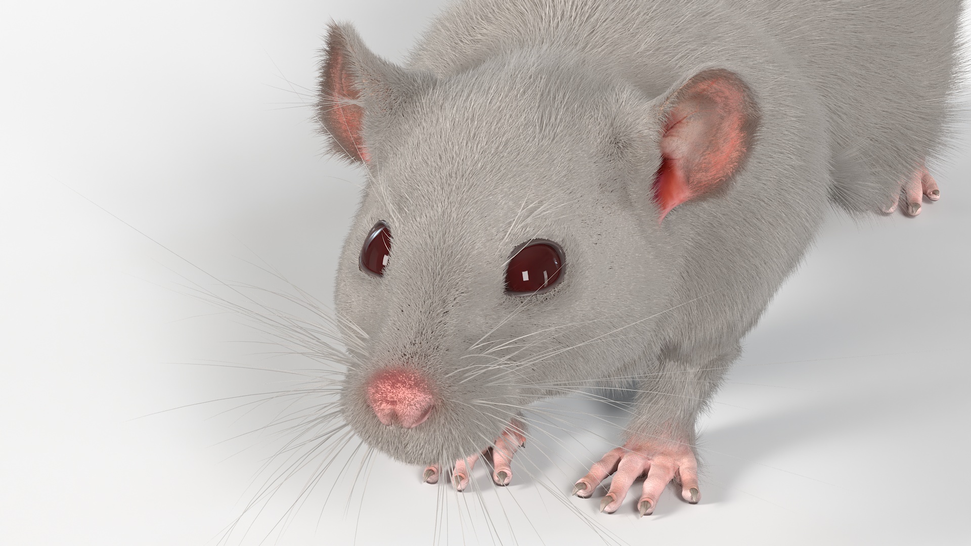 3D model Lifelike Rodent White Rat