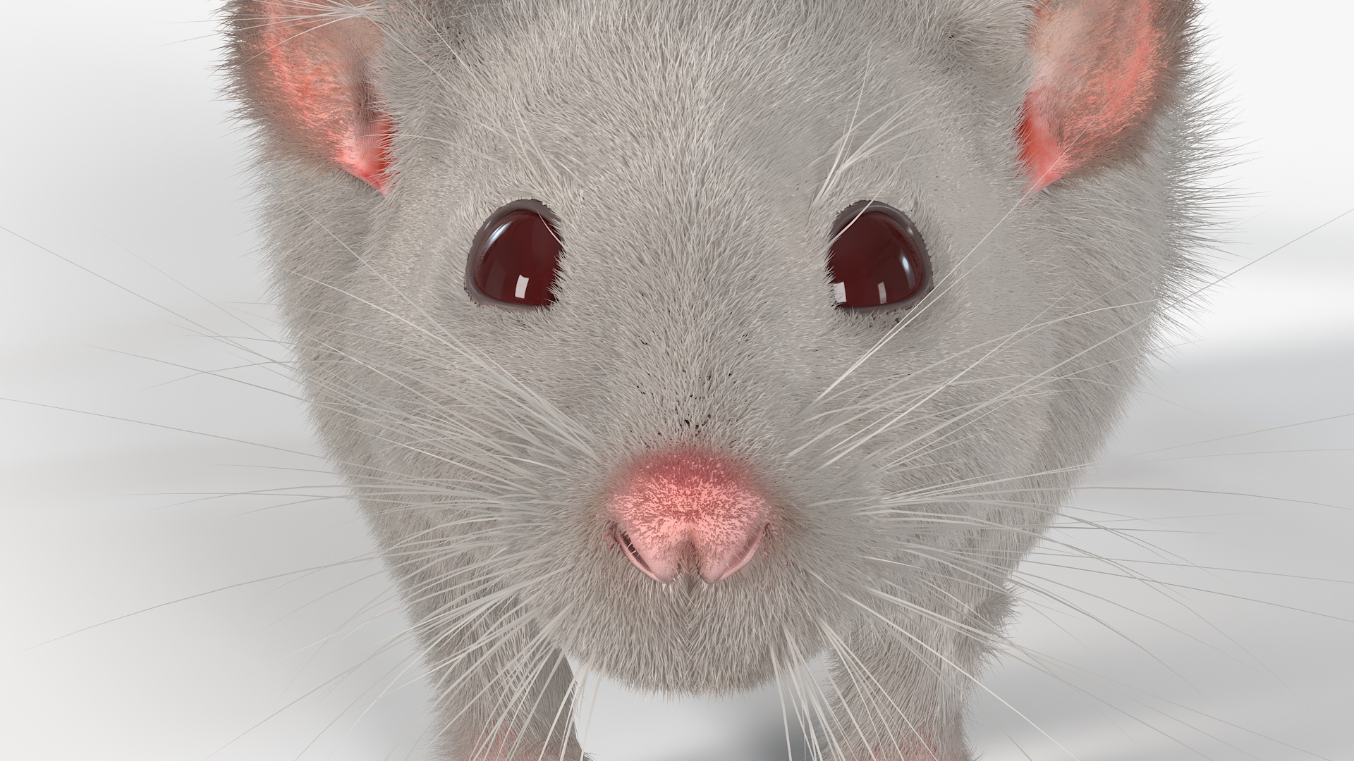 3D model Lifelike Rodent White Rat