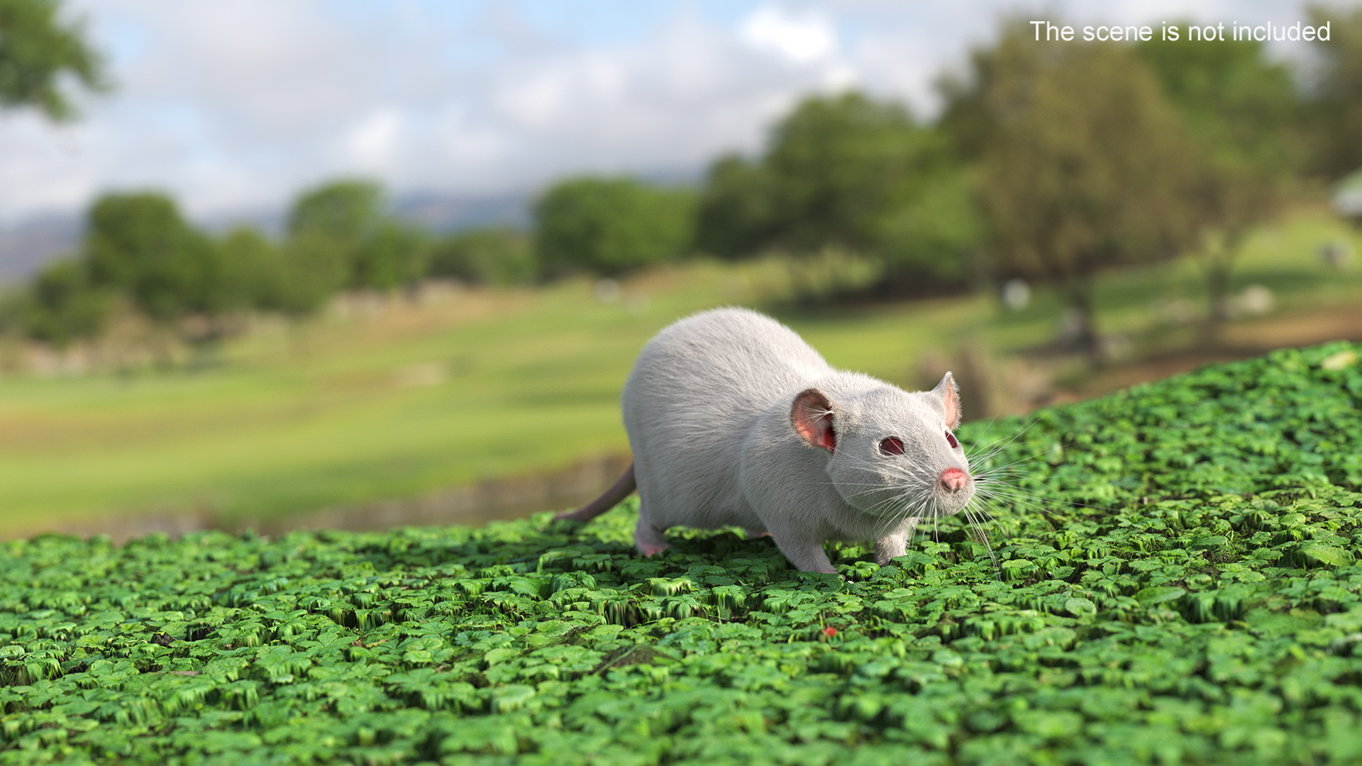 3D model Lifelike Rodent White Rat