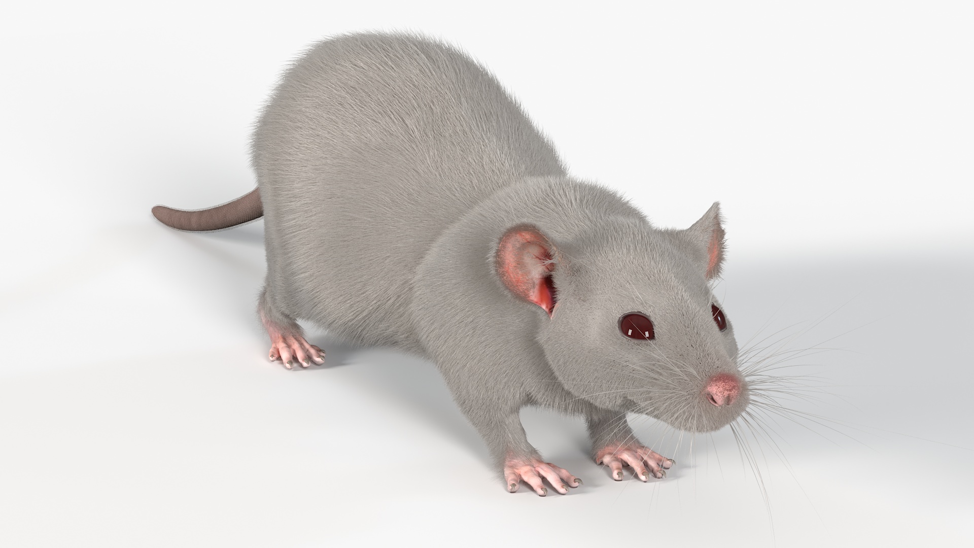 3D model Lifelike Rodent White Rat