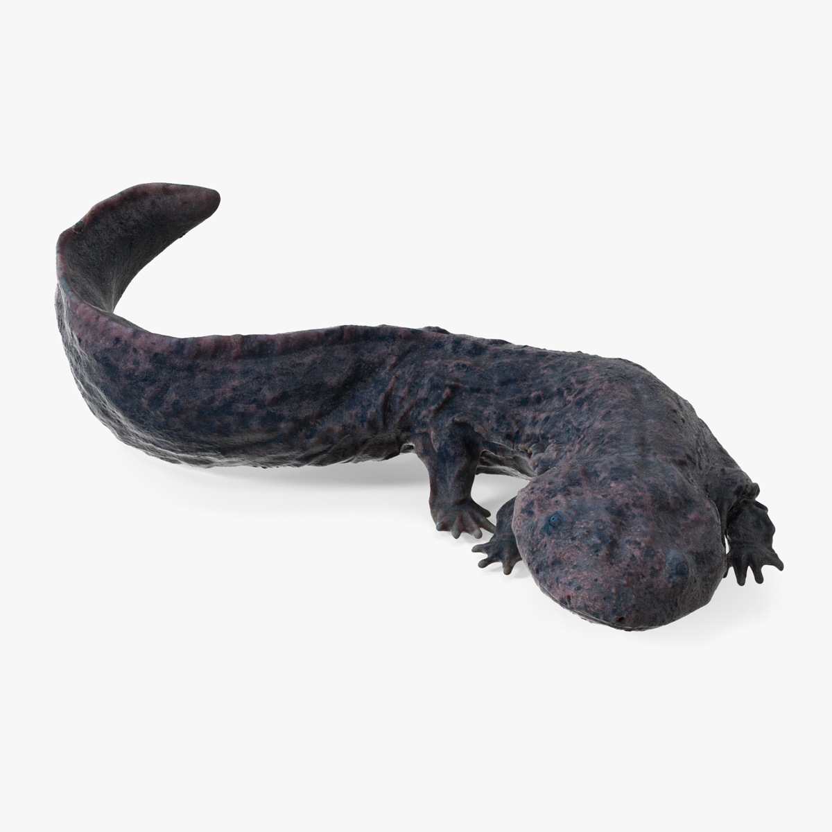 3D Andrias Davidianus Dark Wet Rigged for Cinema 4D model