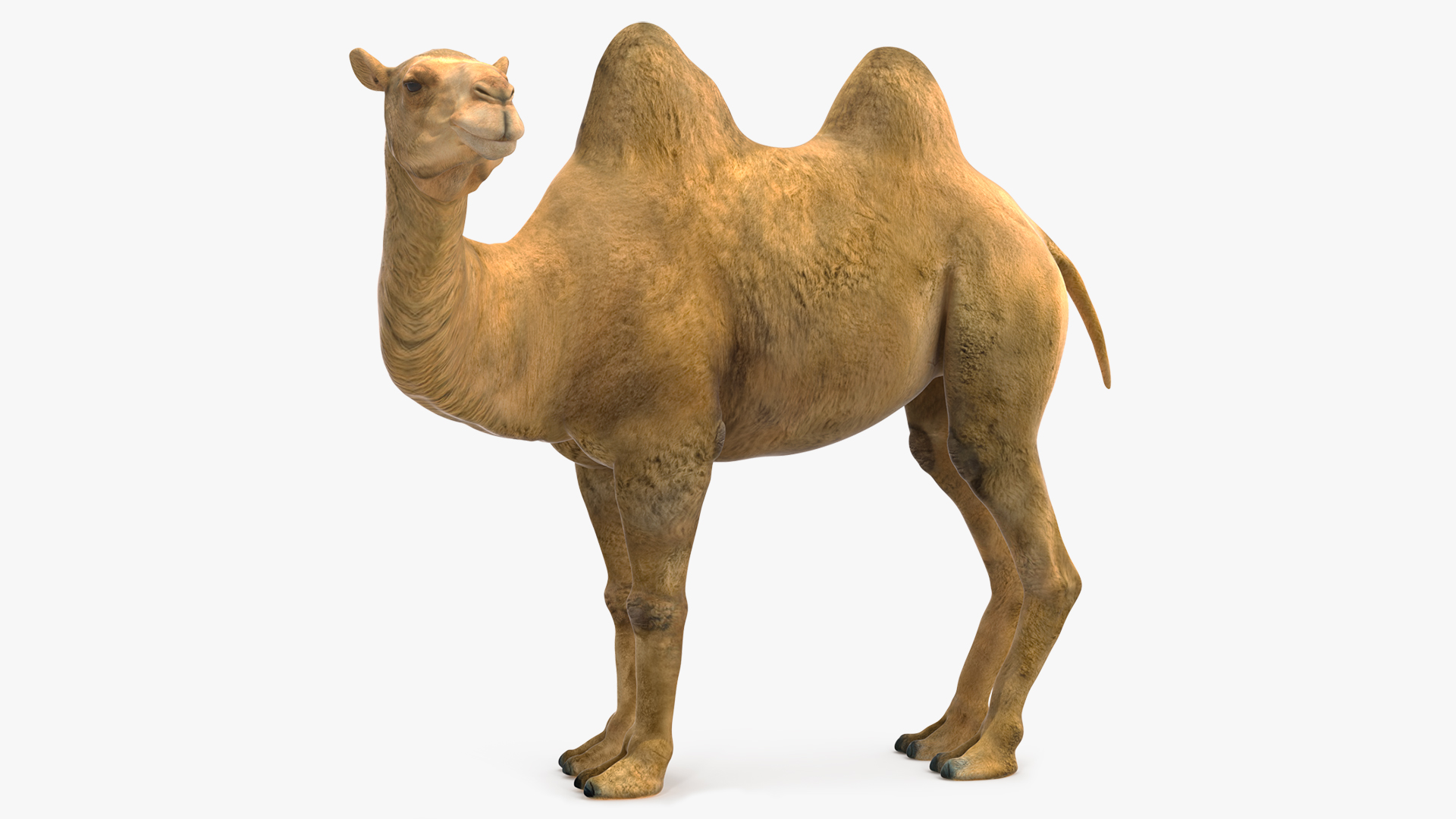 3D Bactrian Camel Standing Pose model