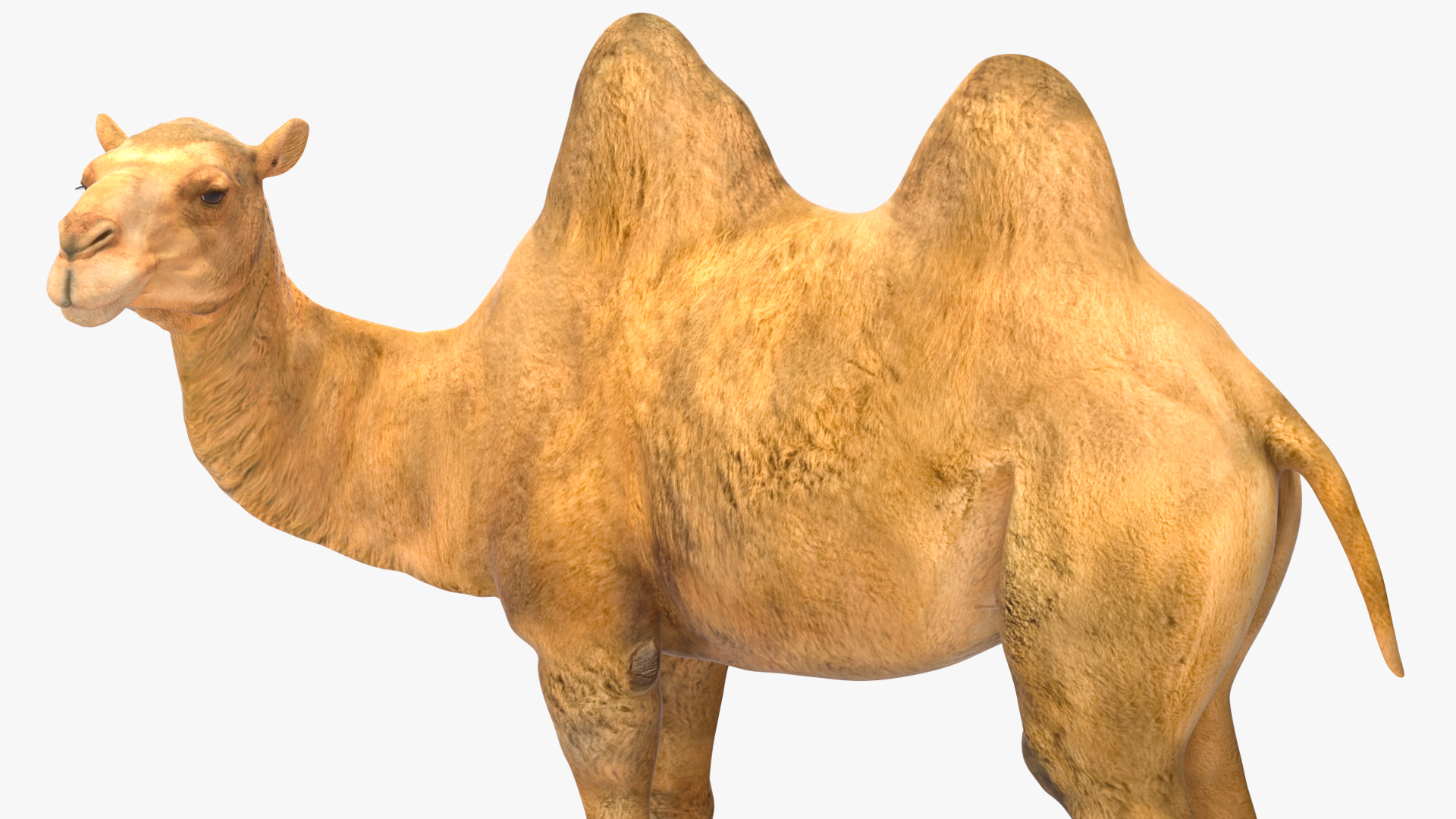 3D Bactrian Camel Standing Pose model