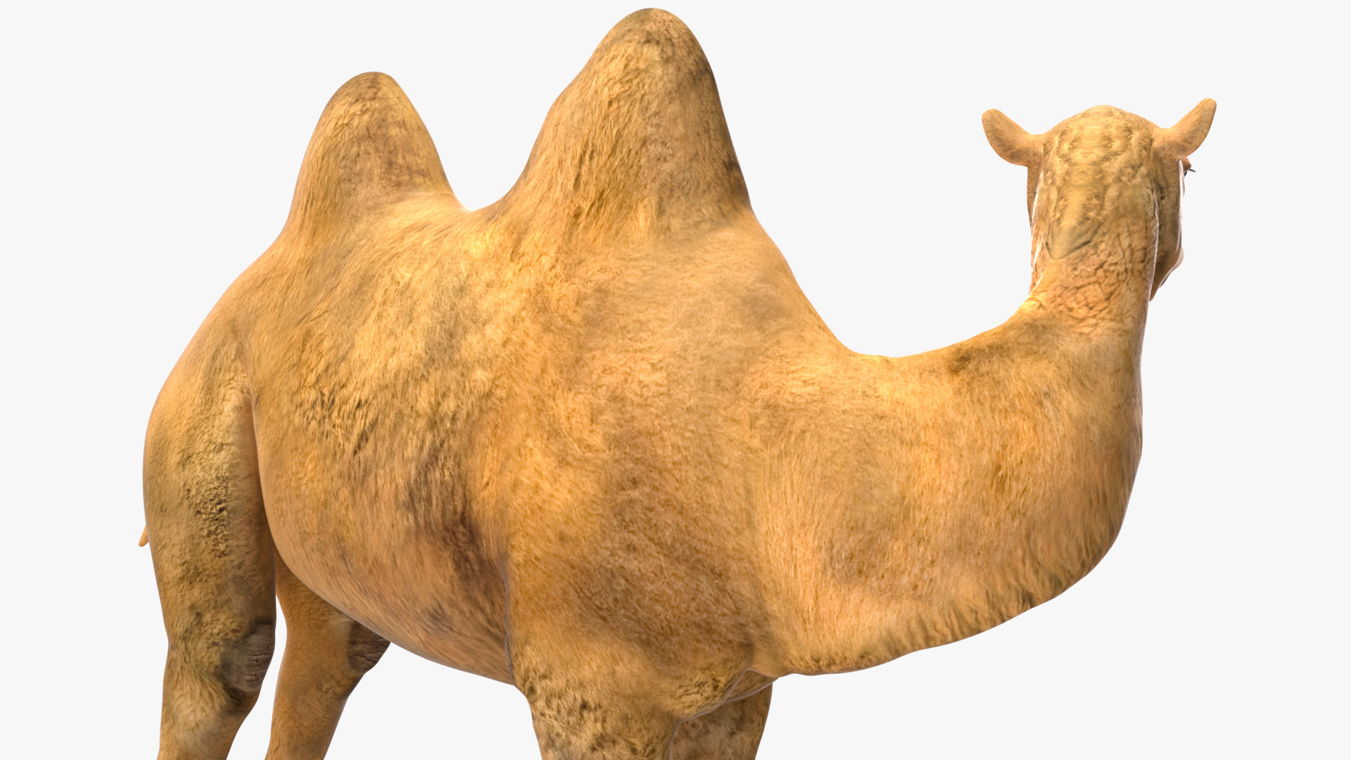 3D Bactrian Camel Standing Pose model