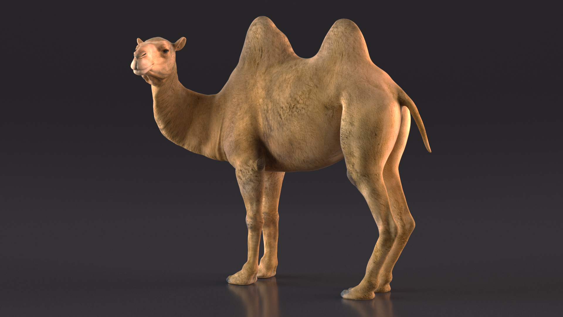 3D Bactrian Camel Standing Pose model