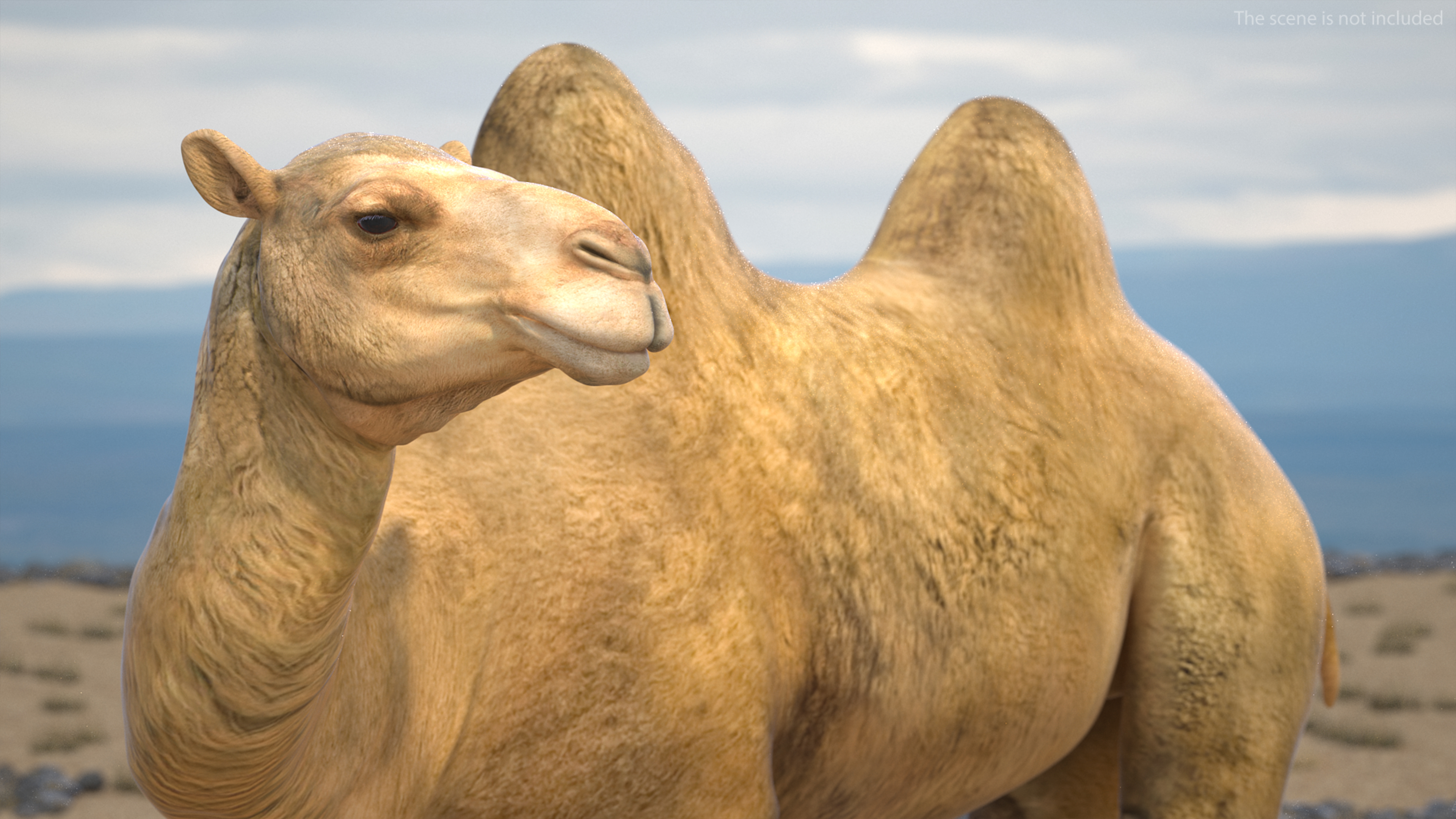 3D Bactrian Camel Standing Pose model