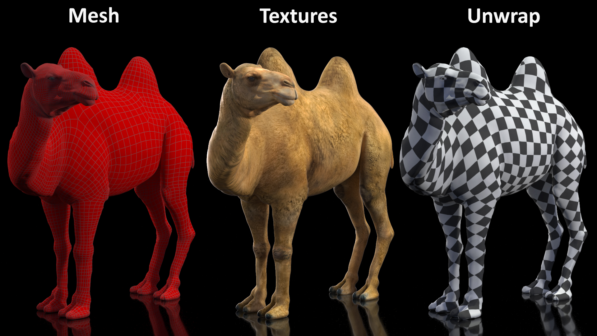 3D Bactrian Camel Standing Pose model