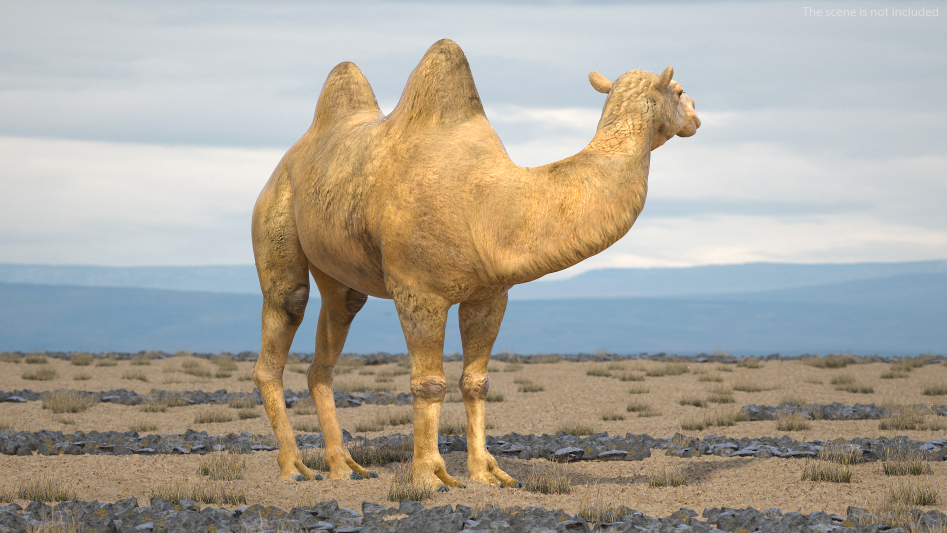 3D Bactrian Camel Standing Pose model