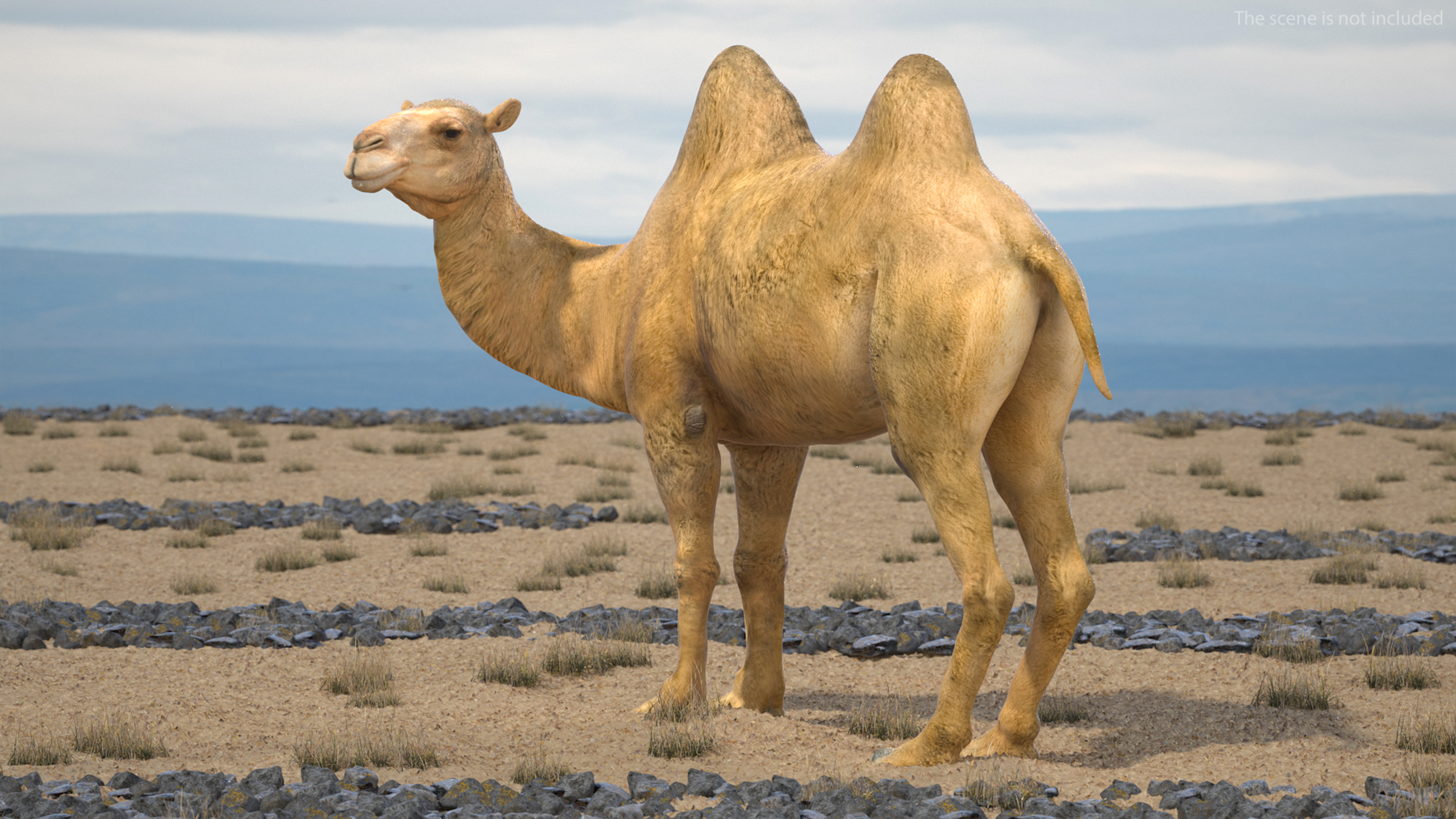 3D Bactrian Camel Standing Pose model