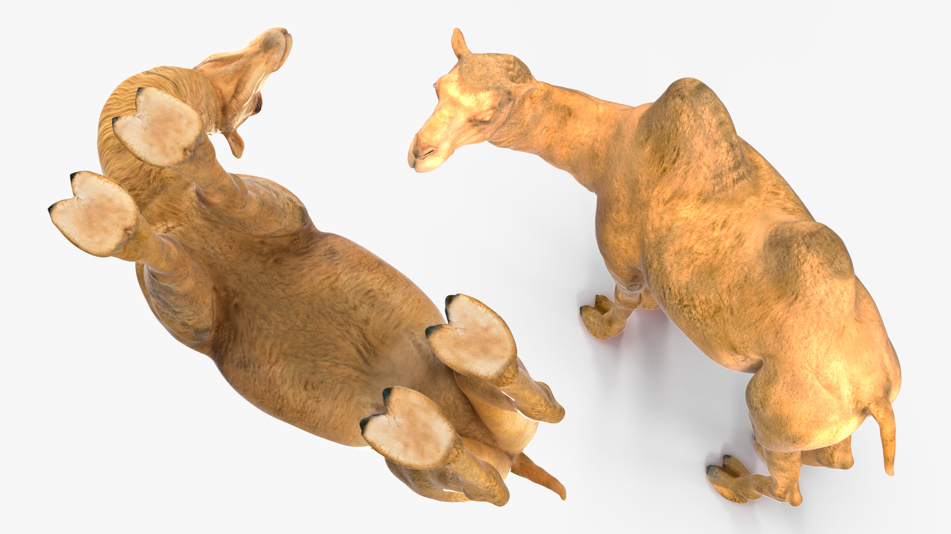 3D Bactrian Camel Standing Pose model