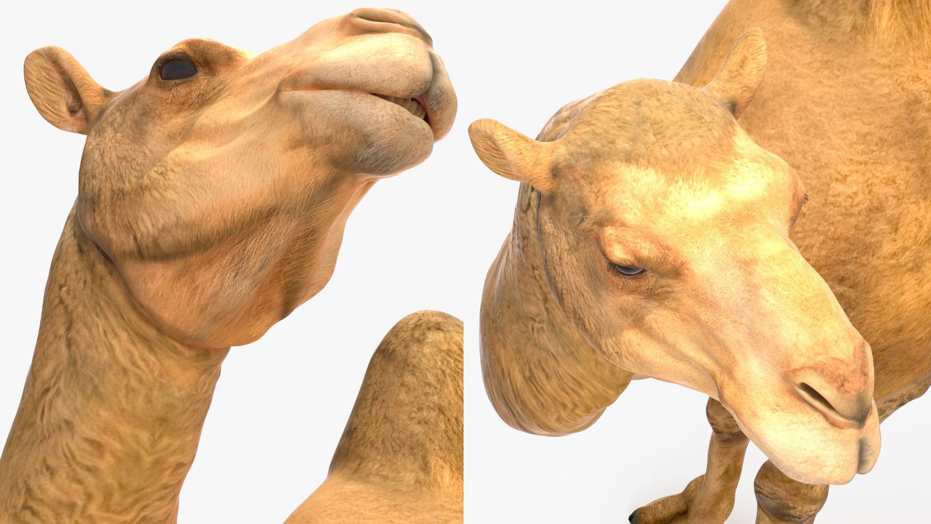 3D Bactrian Camel Standing Pose model