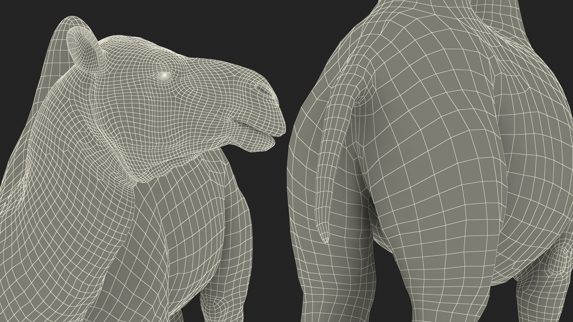 3D Bactrian Camel Standing Pose model