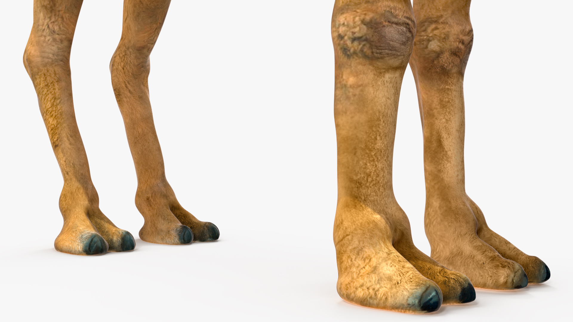 3D Bactrian Camel Standing Pose model