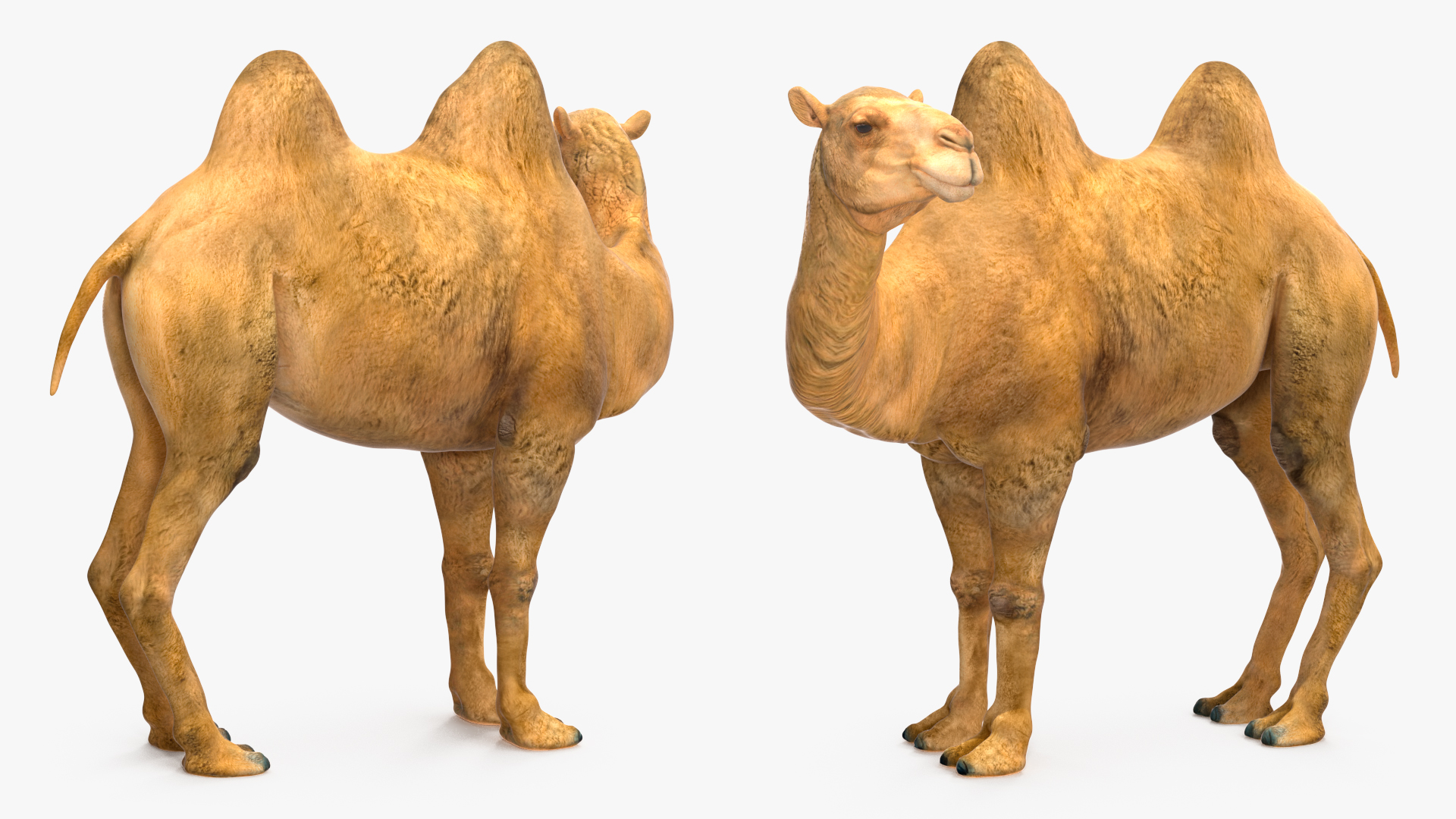 3D Bactrian Camel Standing Pose model