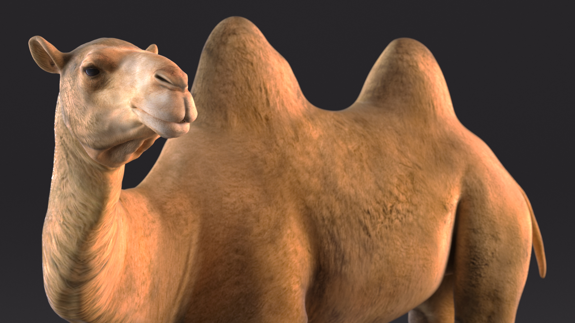 3D Bactrian Camel Standing Pose model