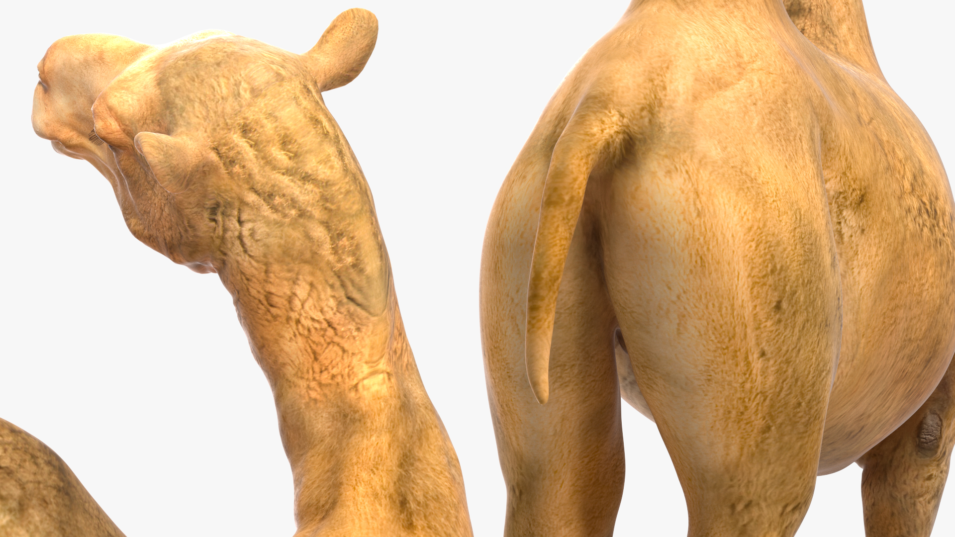 3D Bactrian Camel Standing Pose model