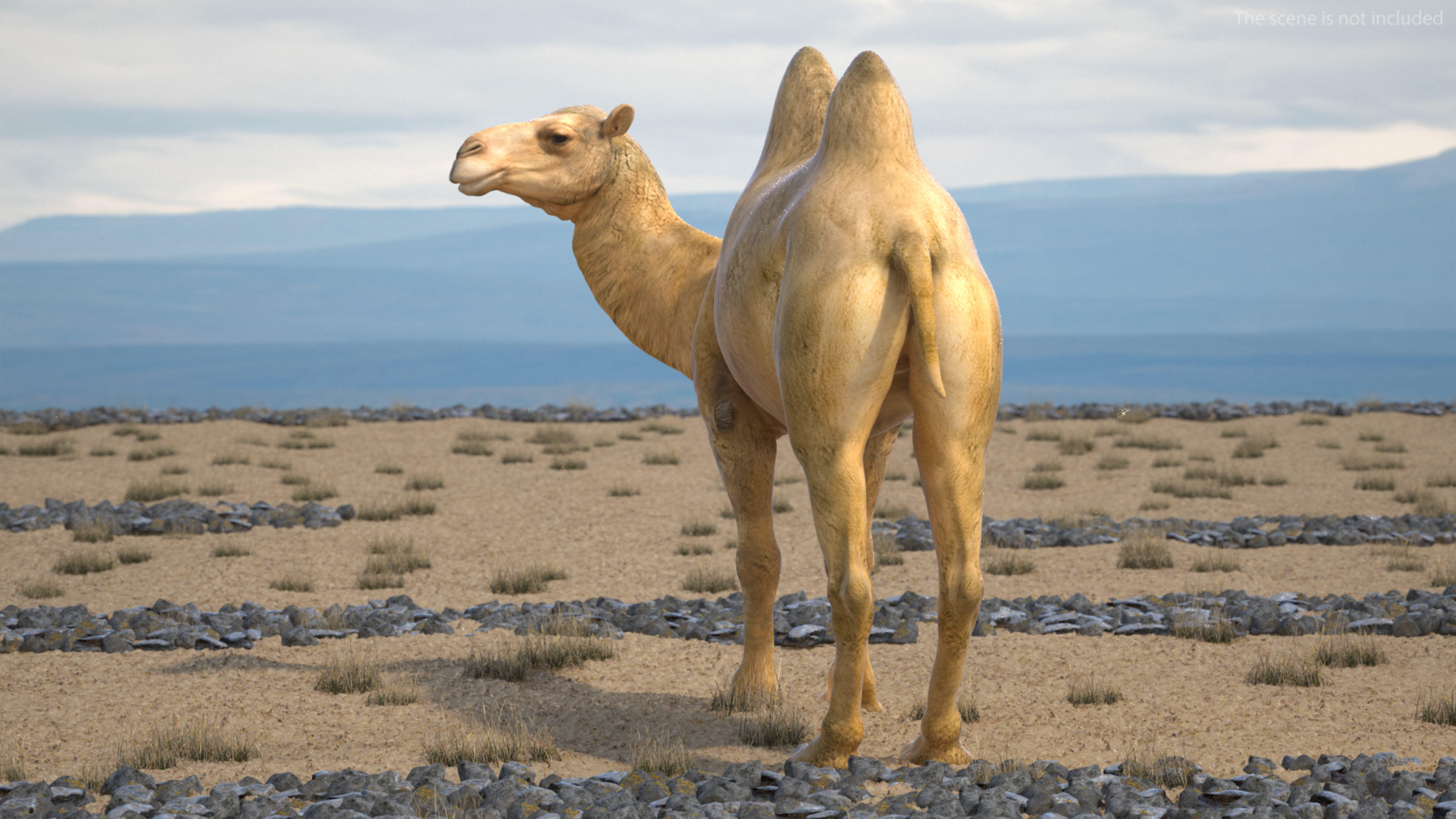 3D Bactrian Camel Standing Pose model