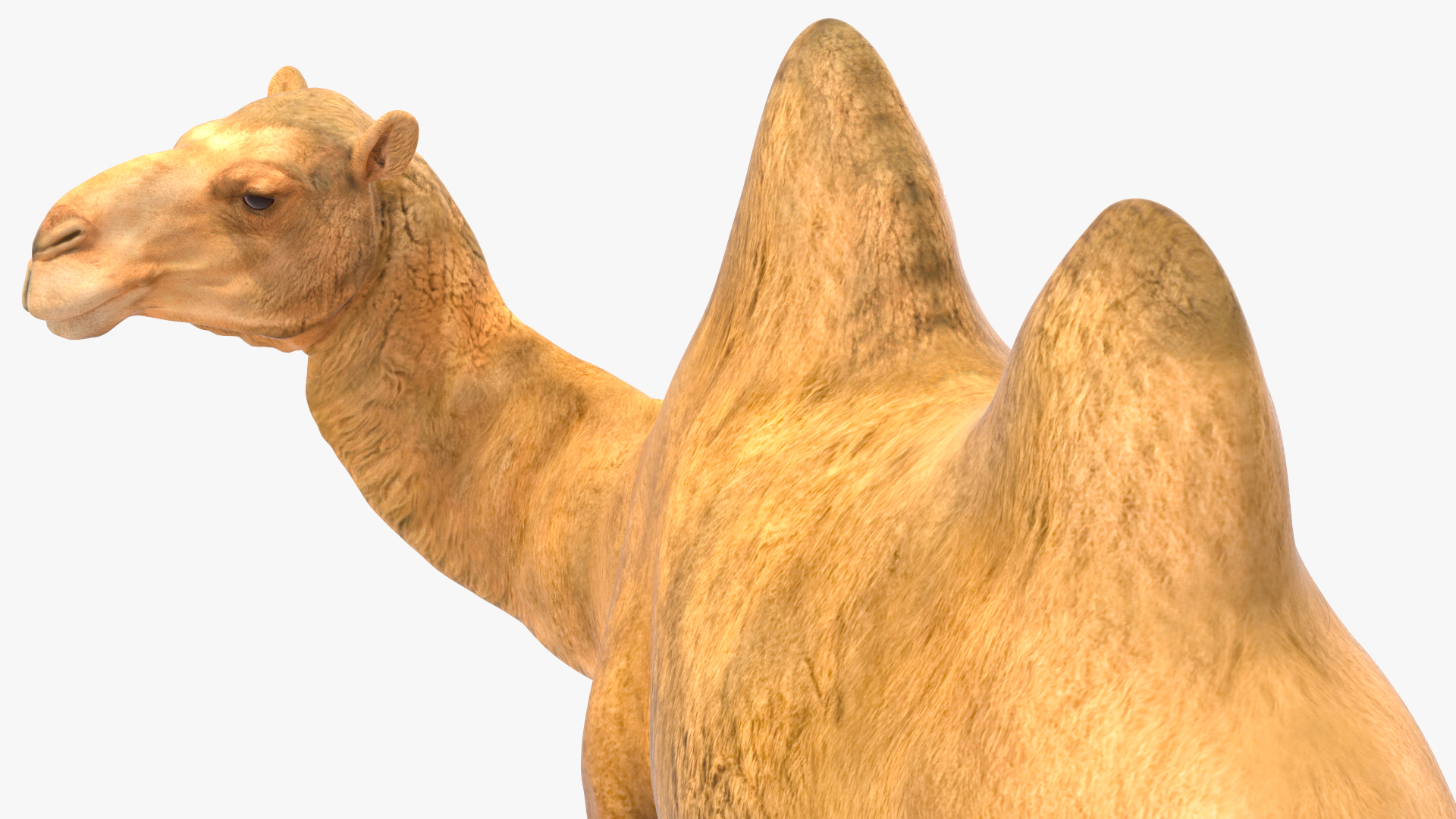 3D Bactrian Camel Standing Pose model