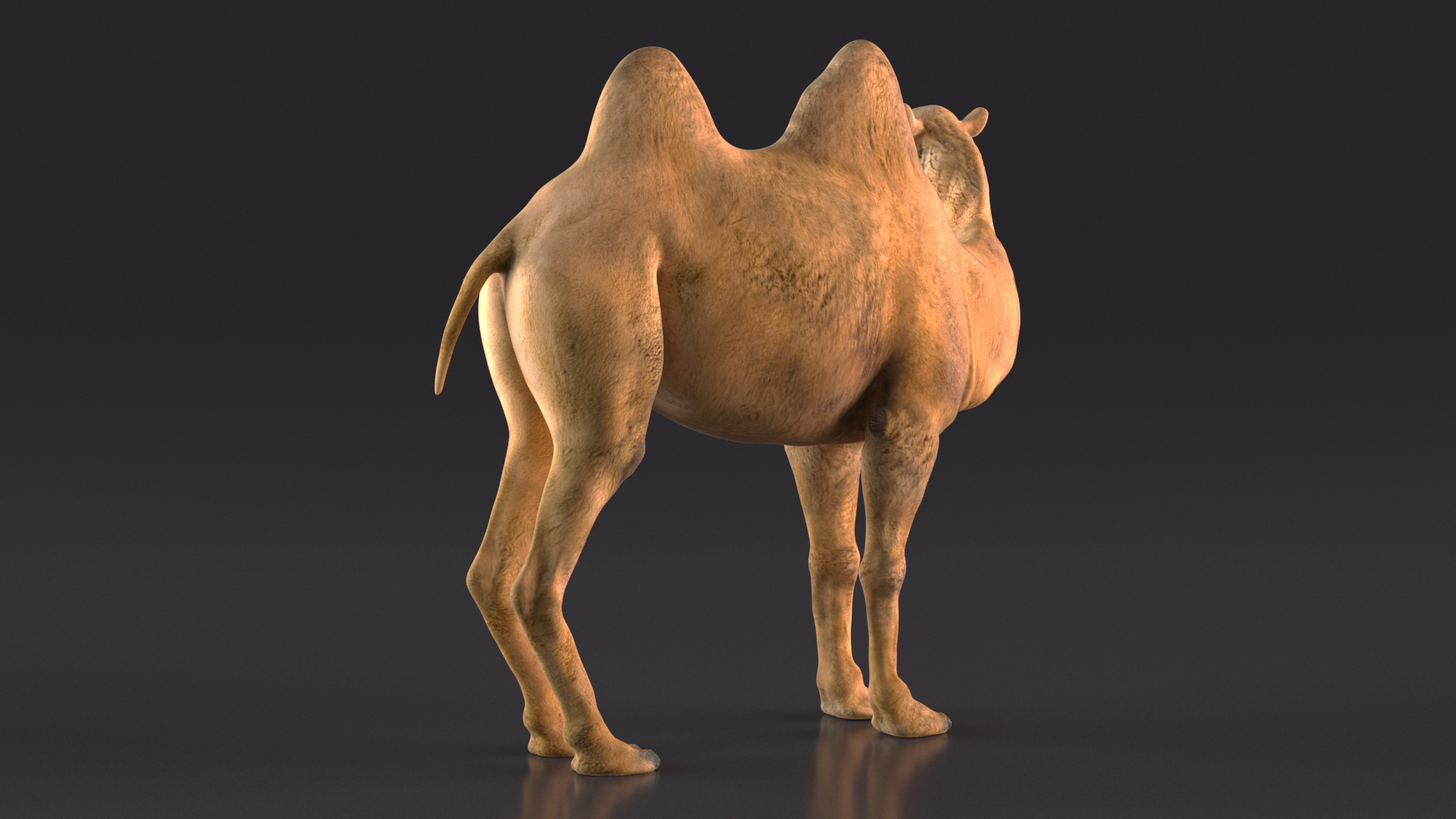 3D Bactrian Camel Standing Pose model