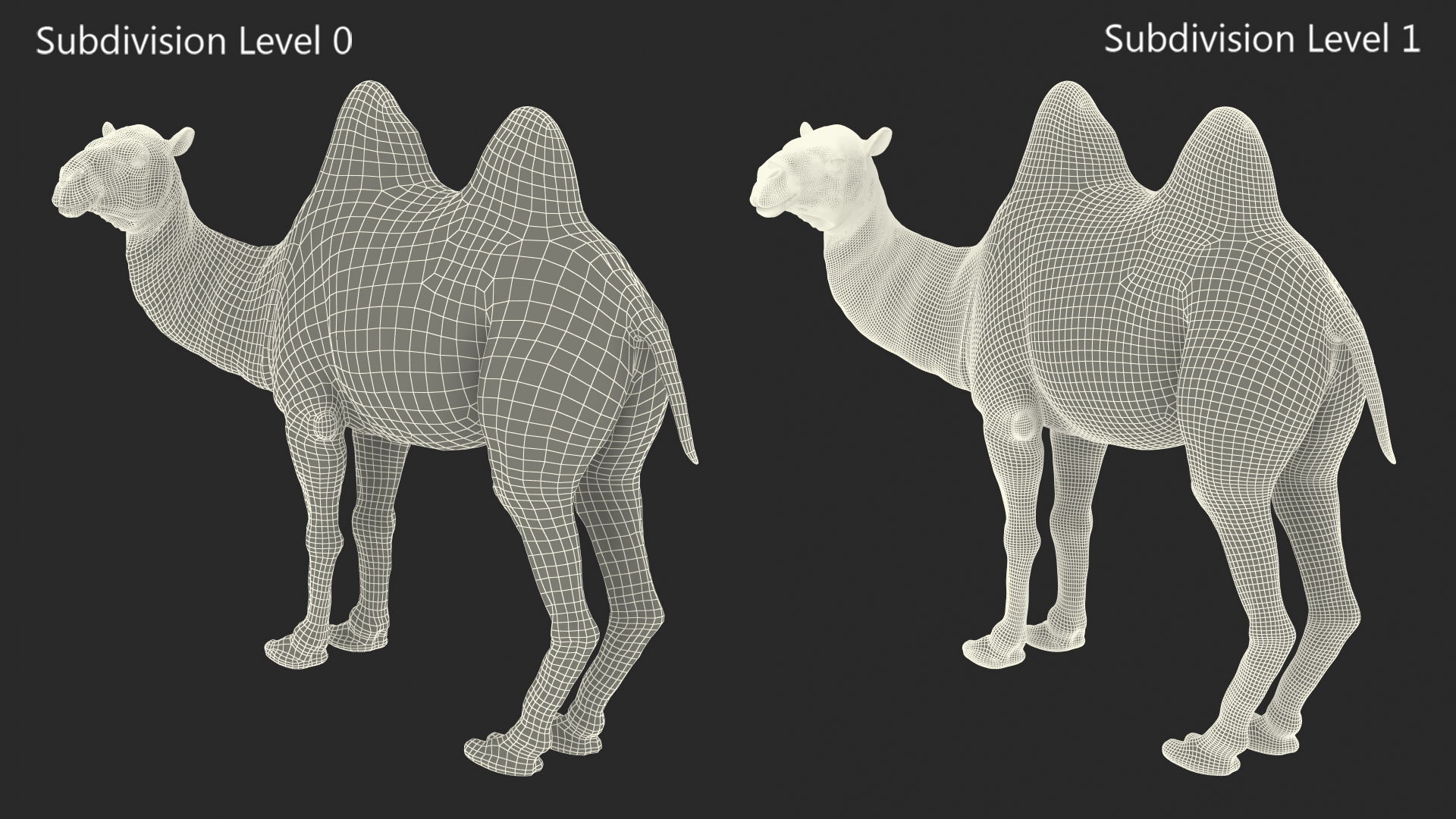 3D Bactrian Camel Standing Pose model