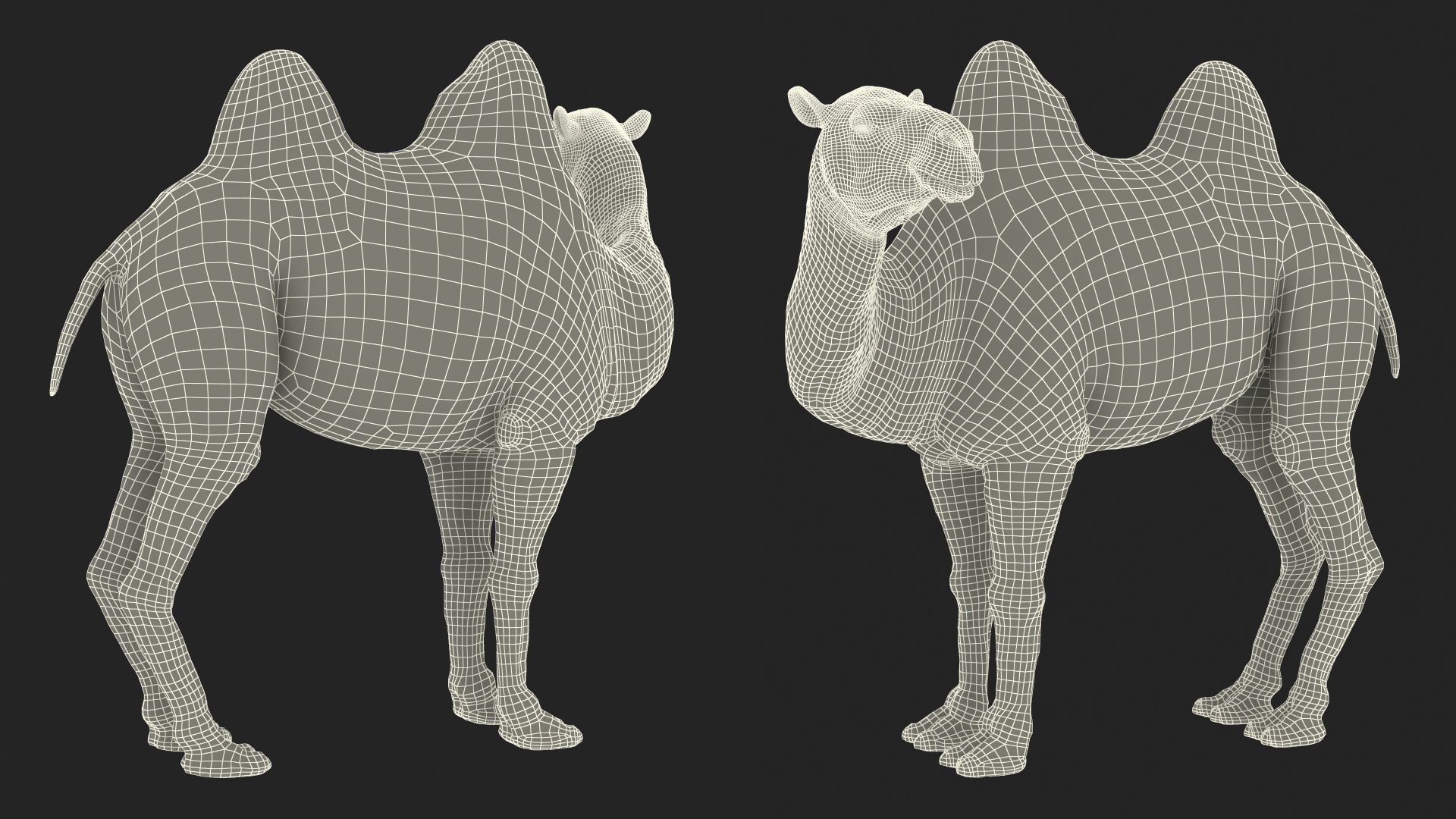 3D Bactrian Camel Standing Pose model