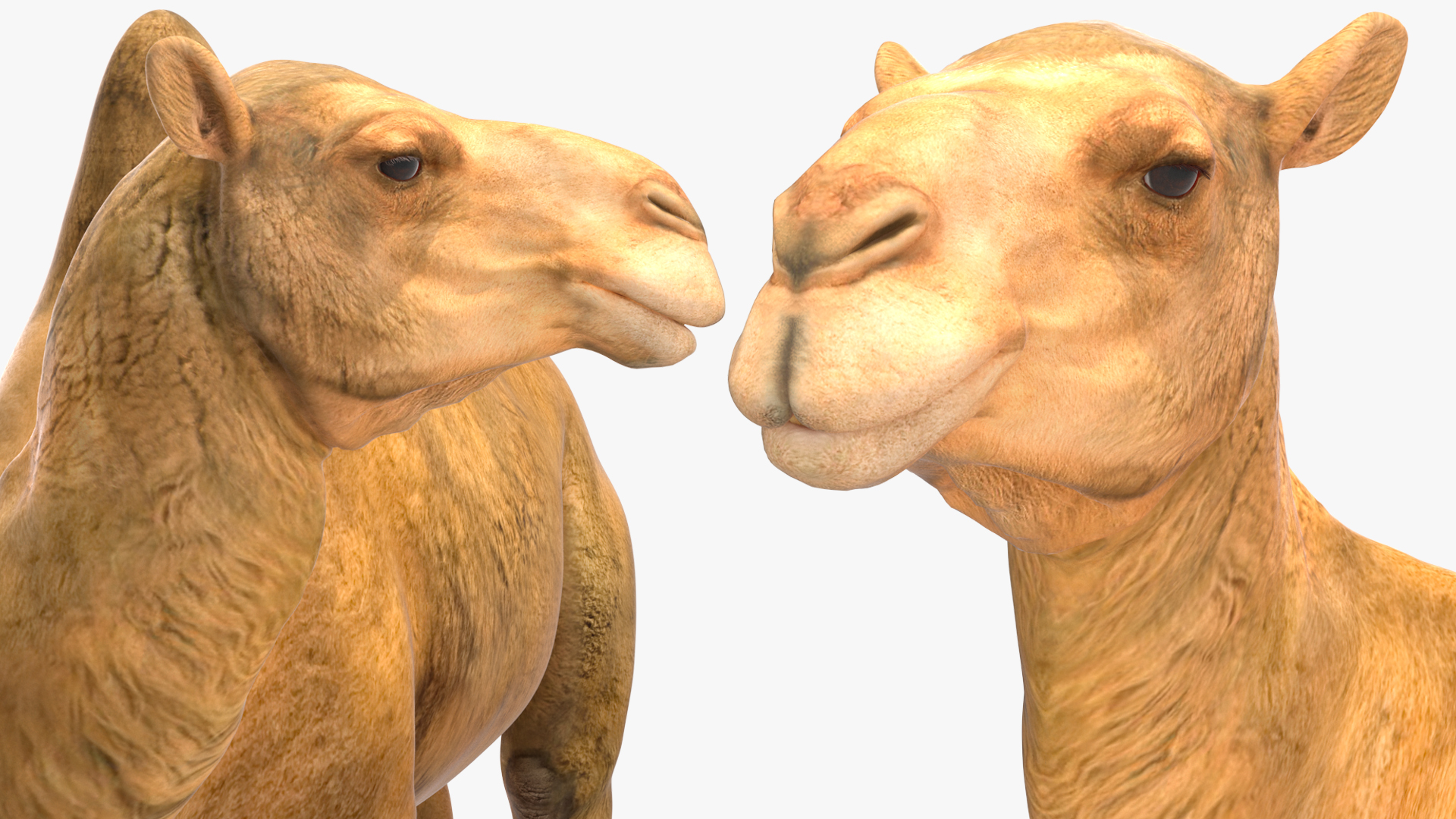 3D Bactrian Camel Standing Pose model