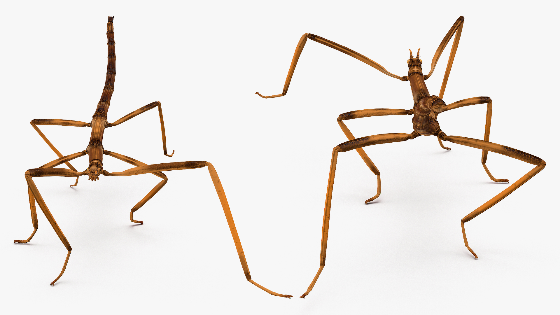 3D Stick Insect Brown Walking Pose