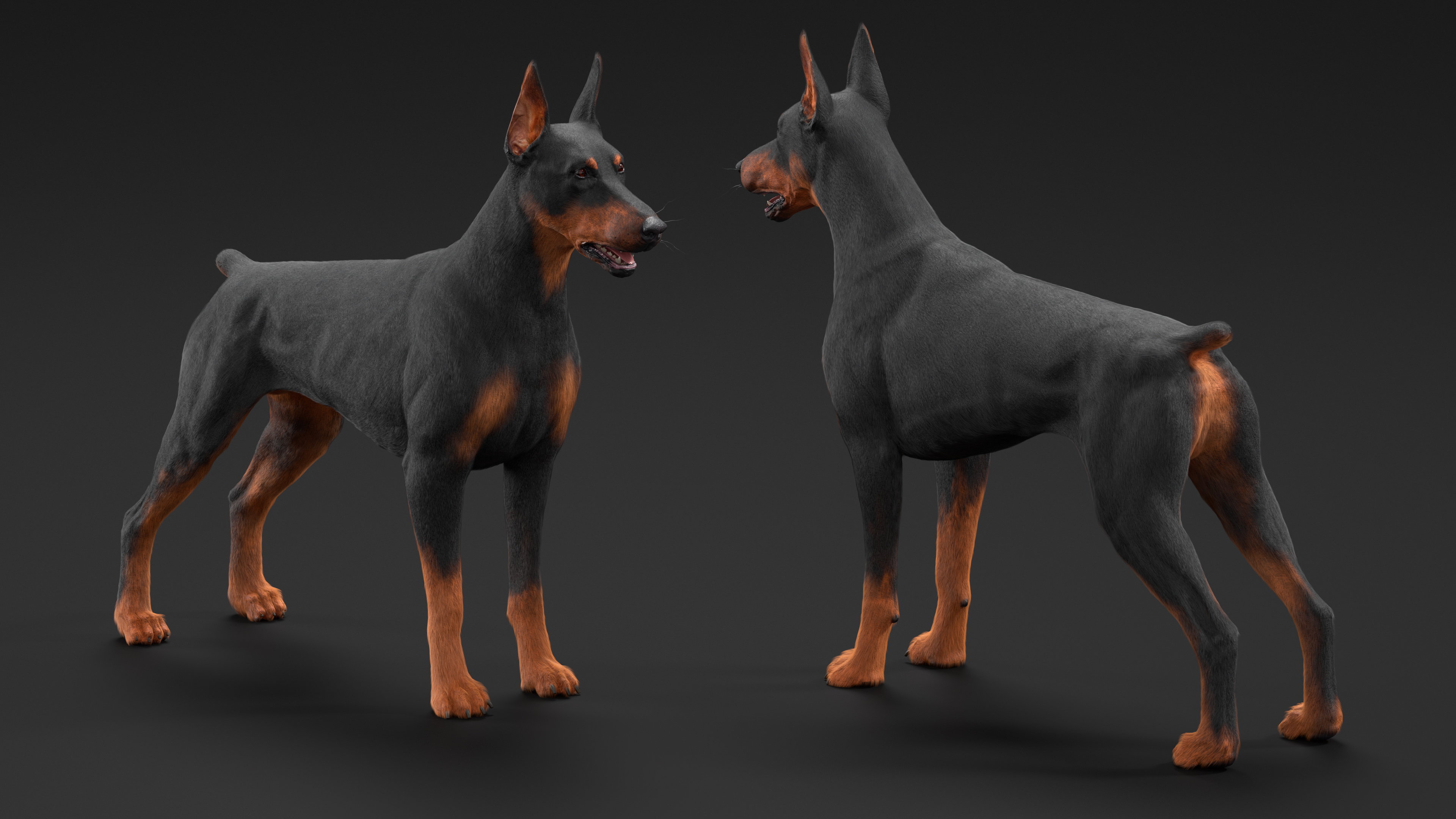 Doberman Pinscher Dog Fur Rigged 3D