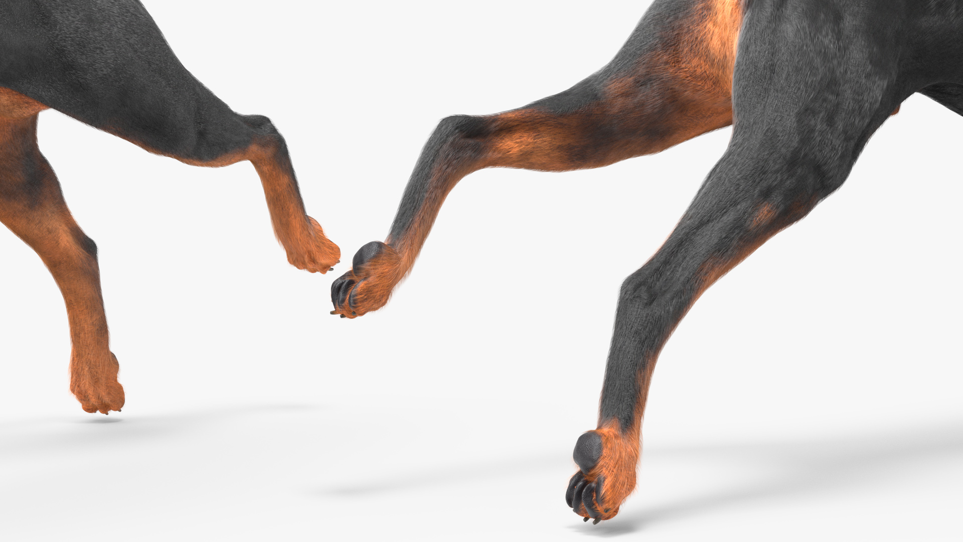 Doberman Pinscher Dog Fur Rigged 3D