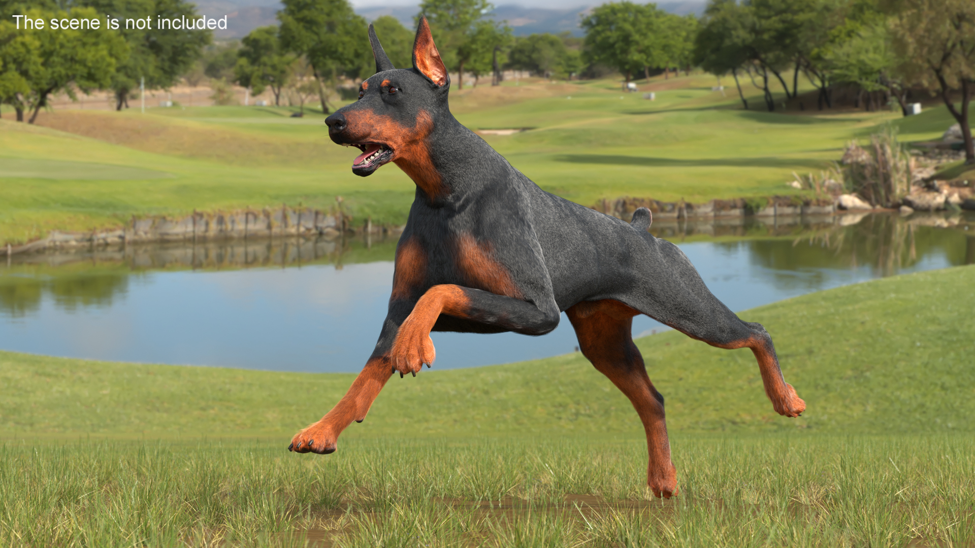 Doberman Pinscher Dog Fur Rigged 3D