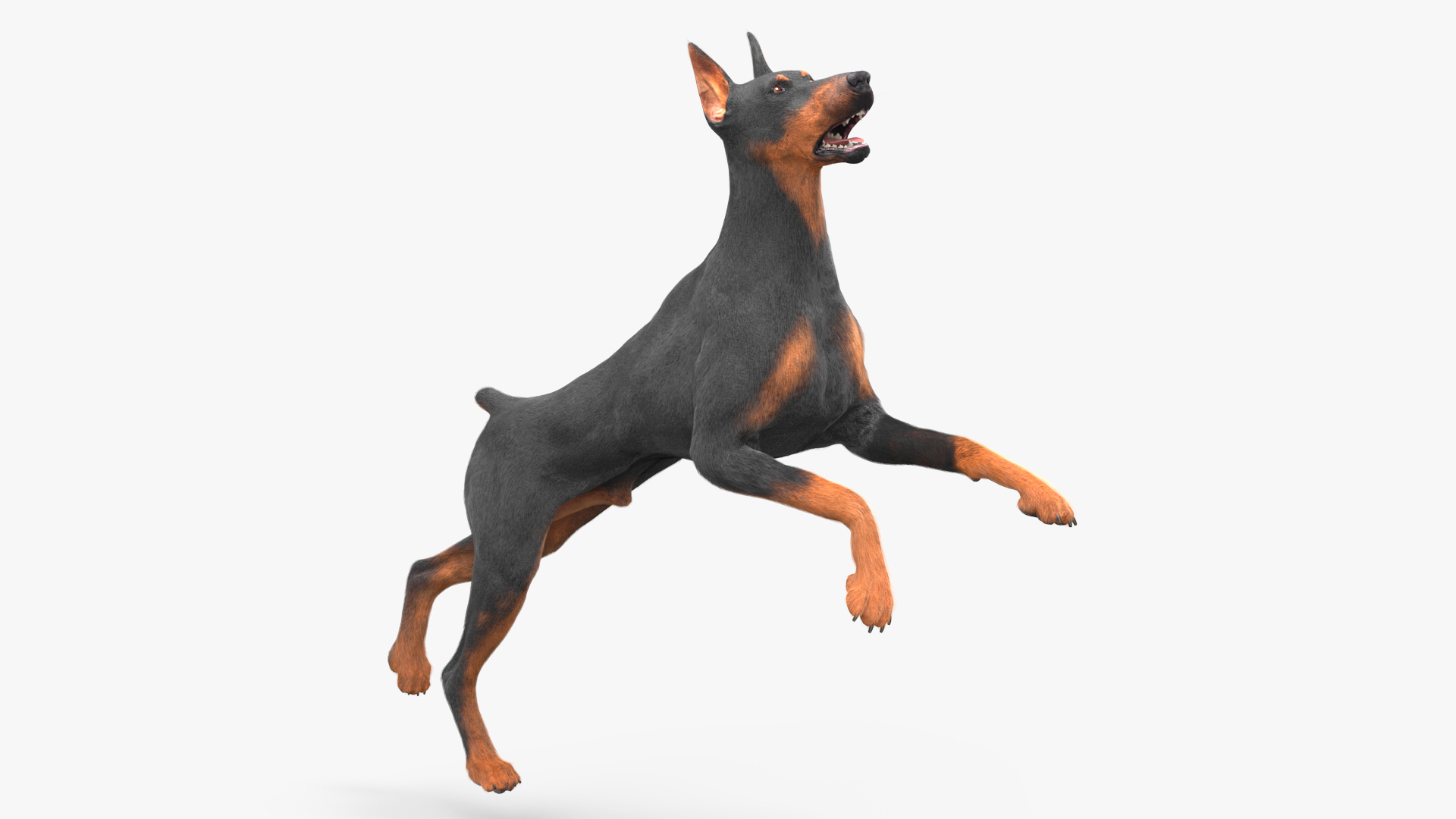 Doberman Pinscher Dog Fur Rigged 3D