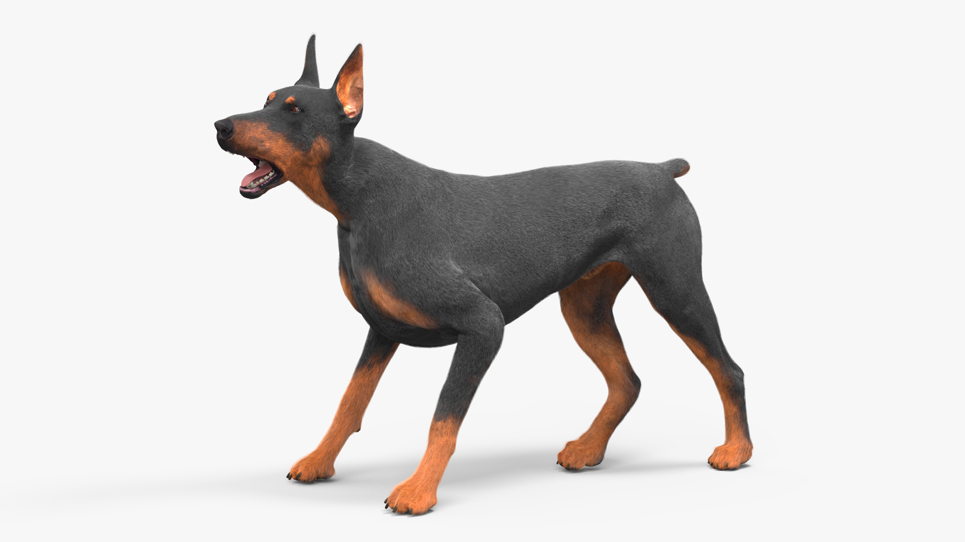 Doberman Pinscher Dog Fur Rigged 3D