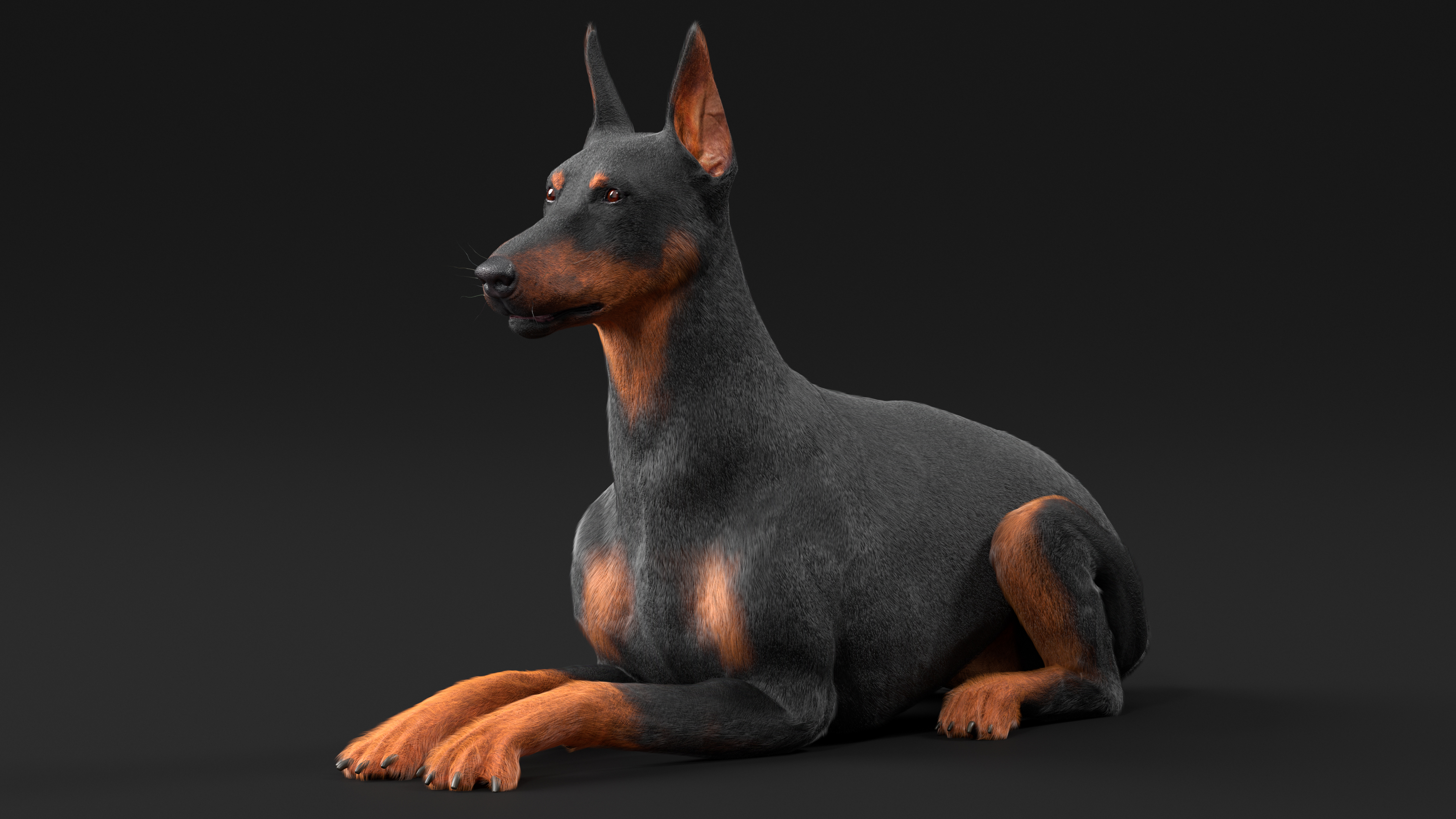 Doberman Pinscher Dog Fur Rigged 3D