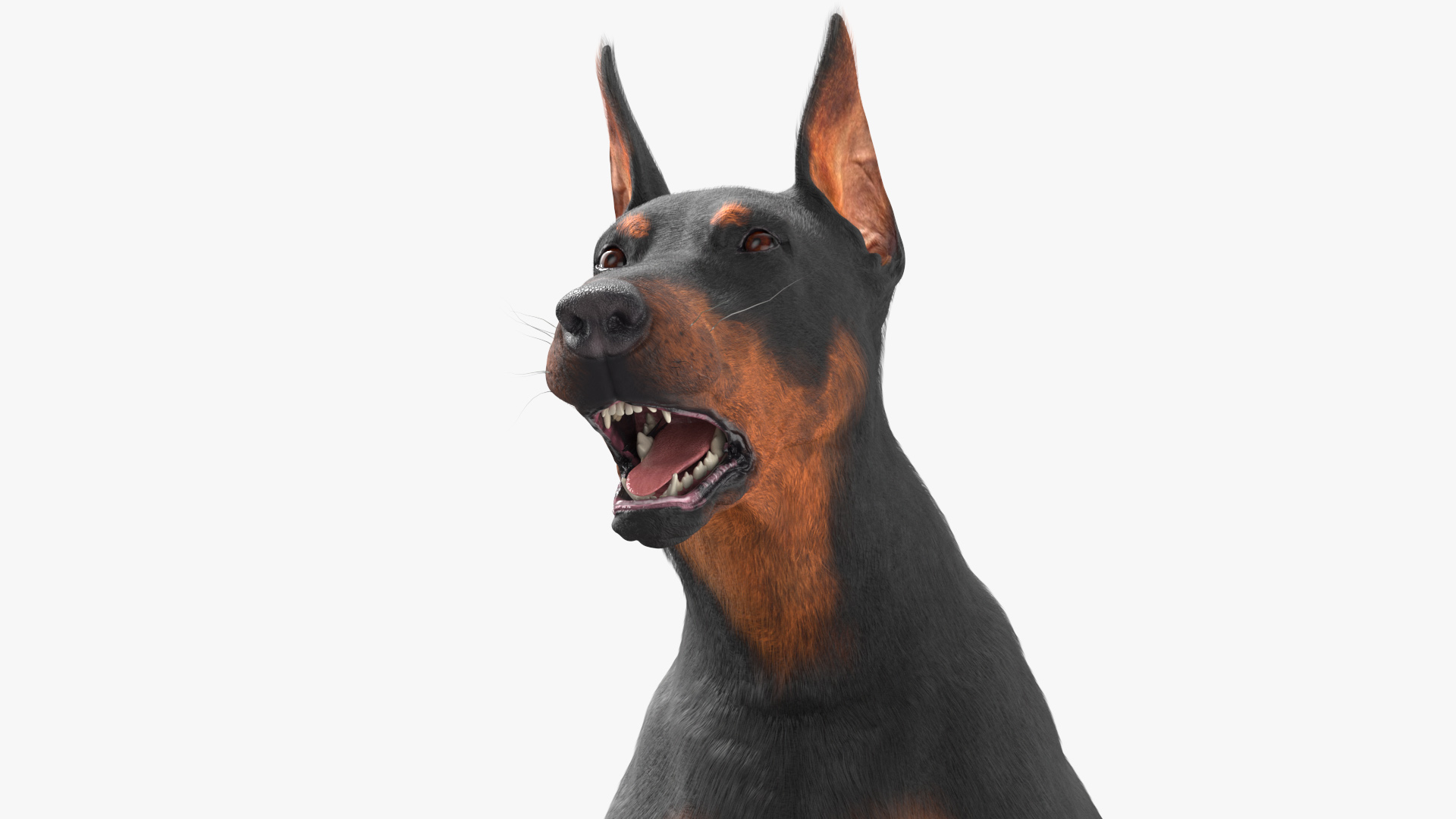 Doberman Pinscher Dog Fur Rigged 3D