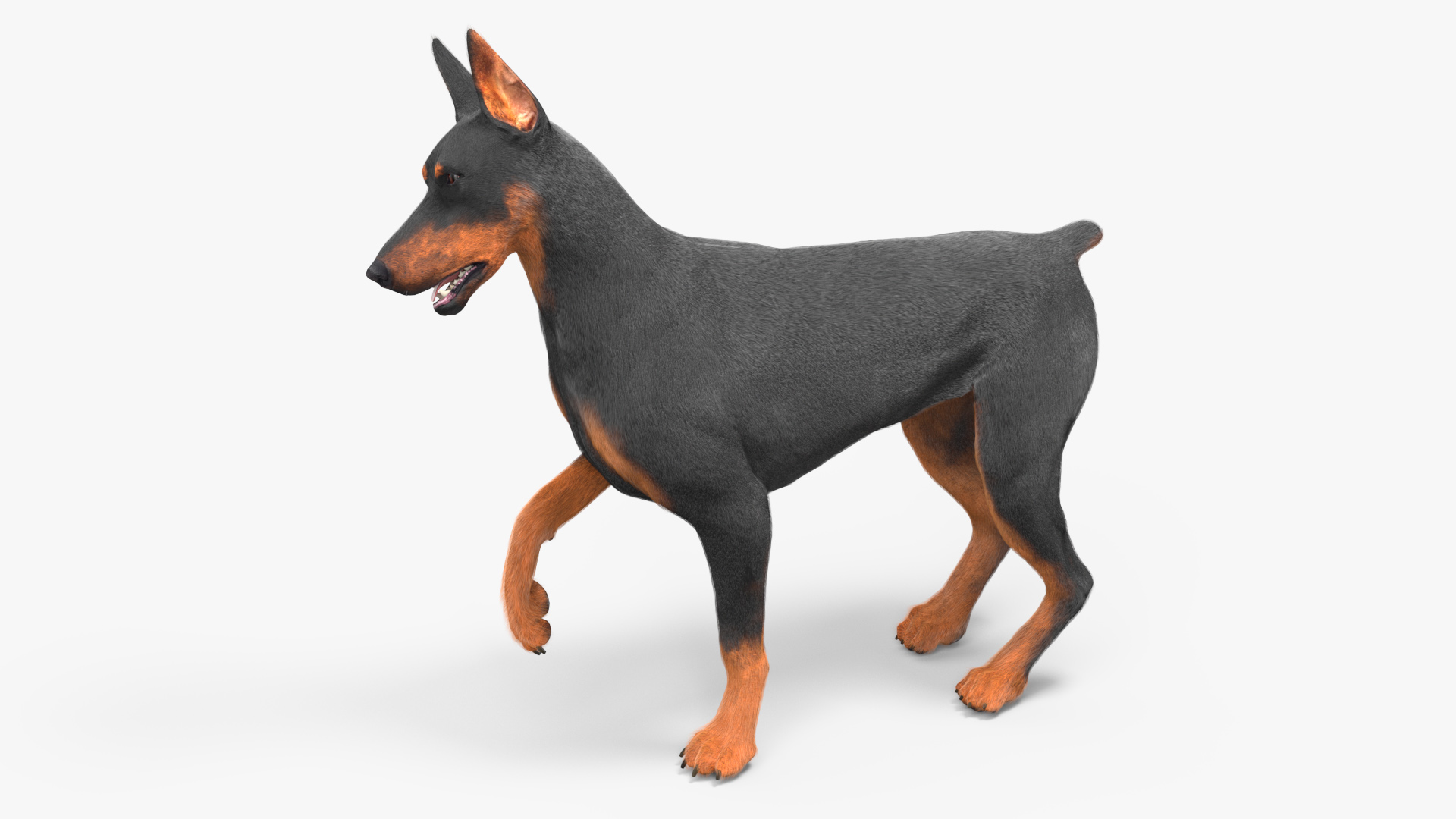 Doberman Pinscher Dog Fur Rigged 3D