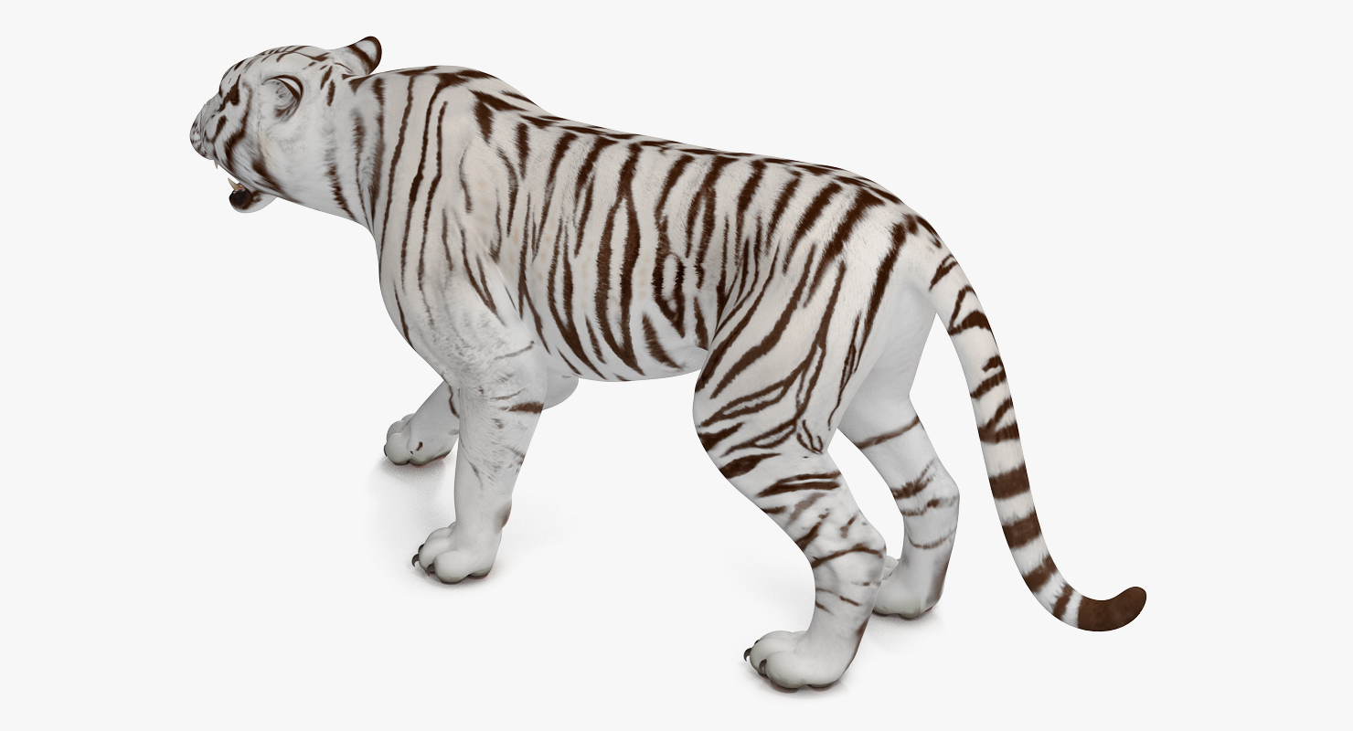 3D White Tiger Rigged model
