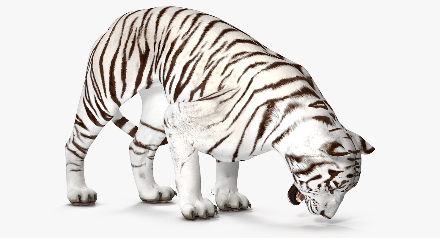 3D White Tiger Rigged model