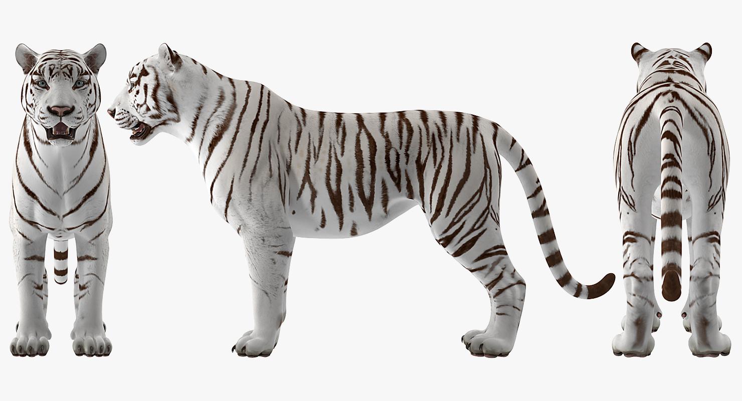 3D White Tiger Rigged model