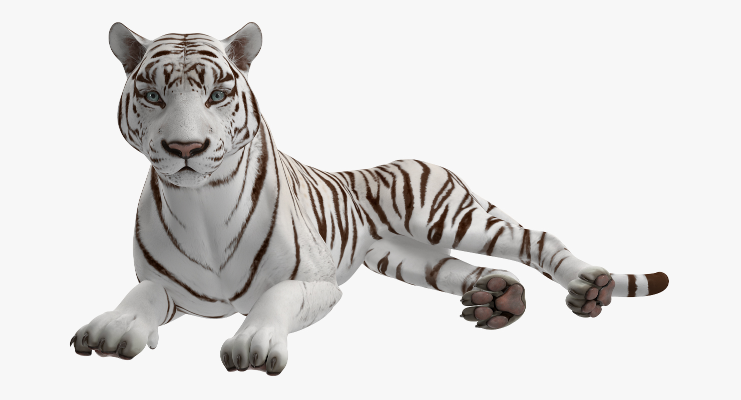 3D White Tiger Rigged model