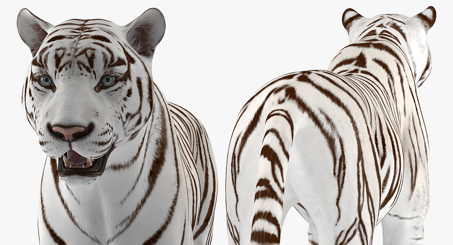 3D White Tiger Rigged model