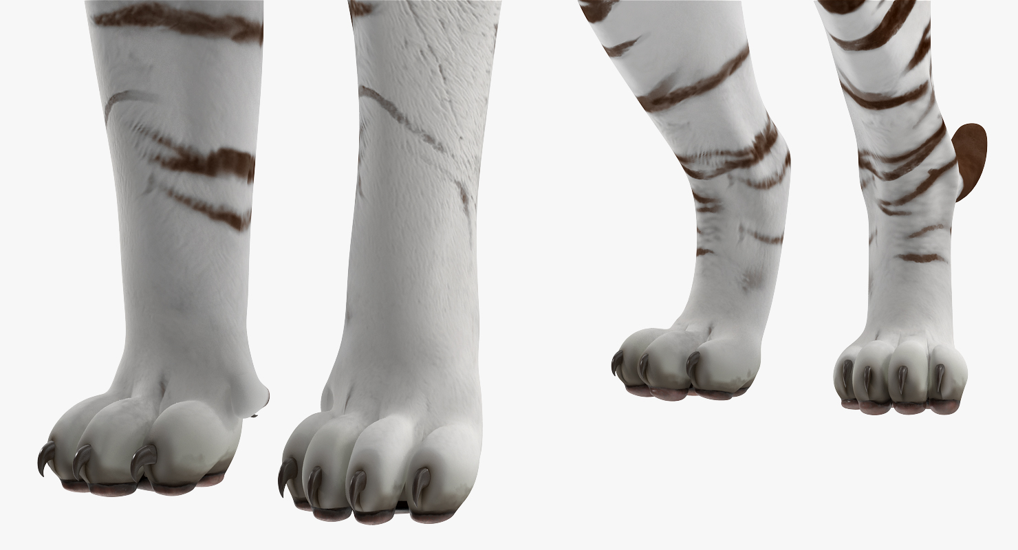 3D White Tiger Rigged model