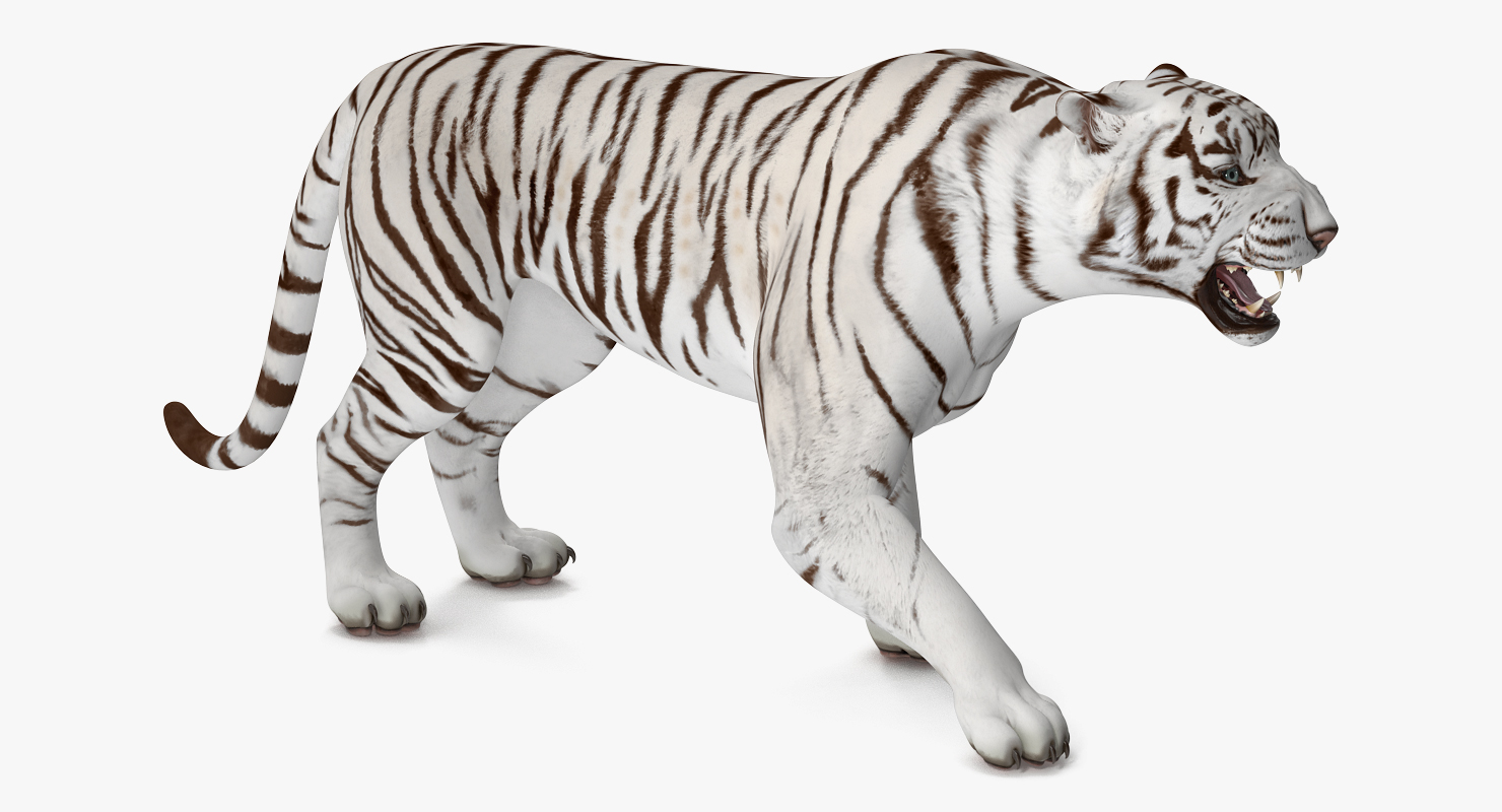 3D White Tiger Rigged model
