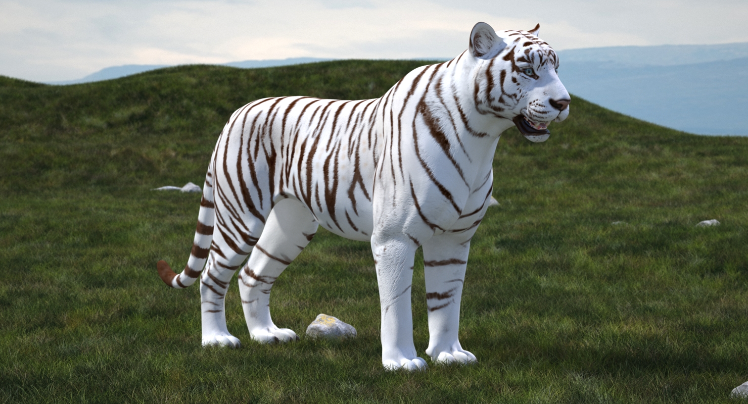 3D White Tiger Rigged model