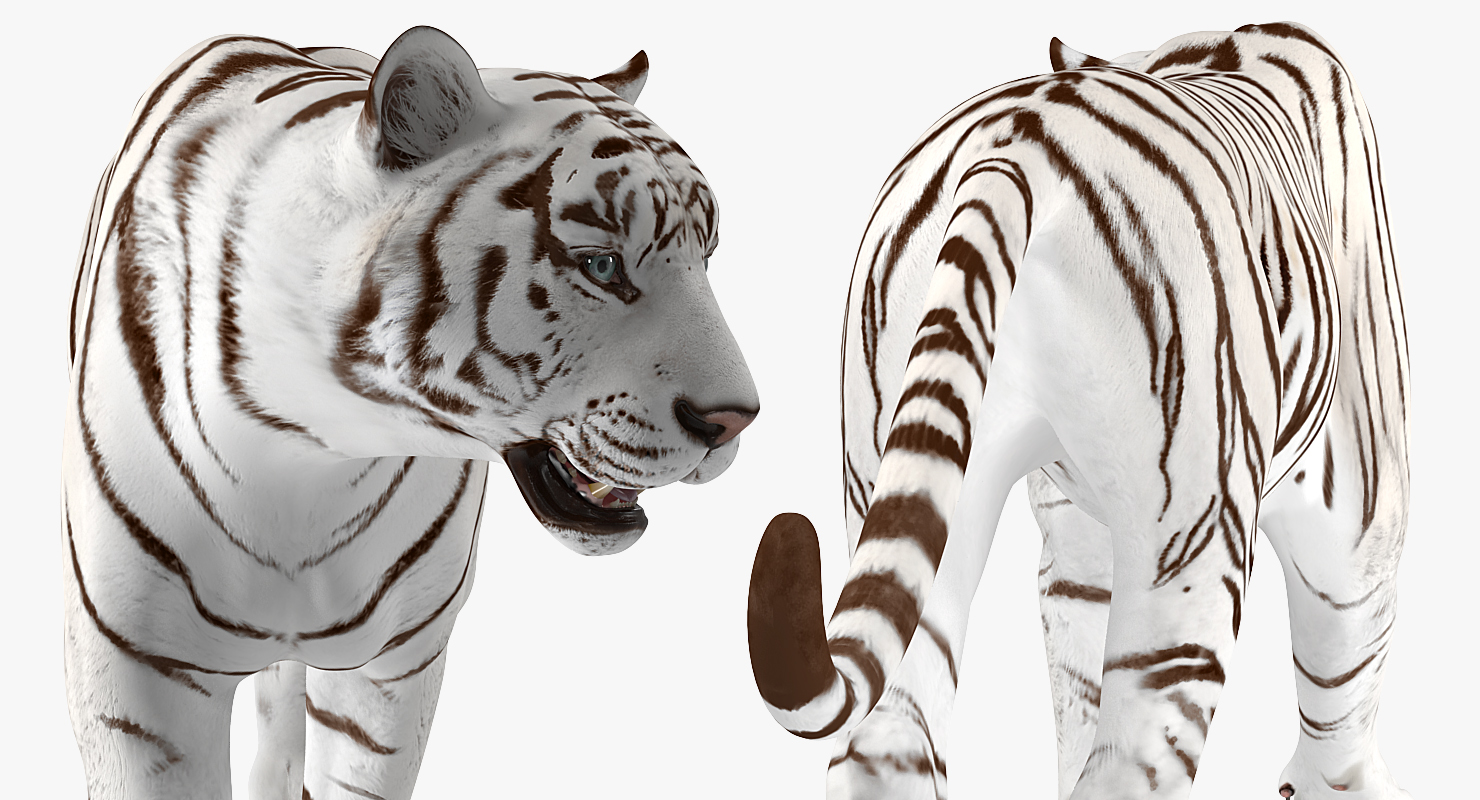 3D White Tiger Rigged model