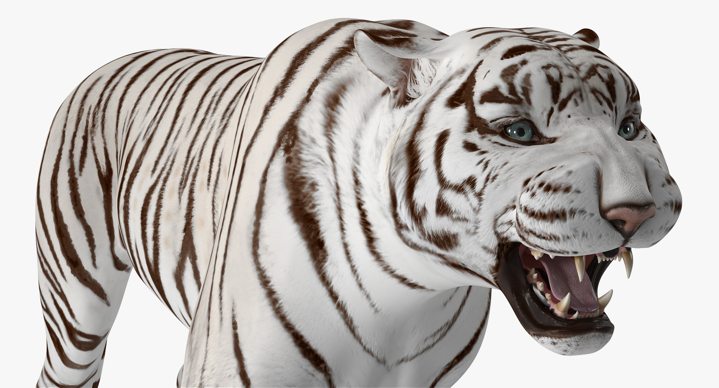 3D White Tiger Rigged model